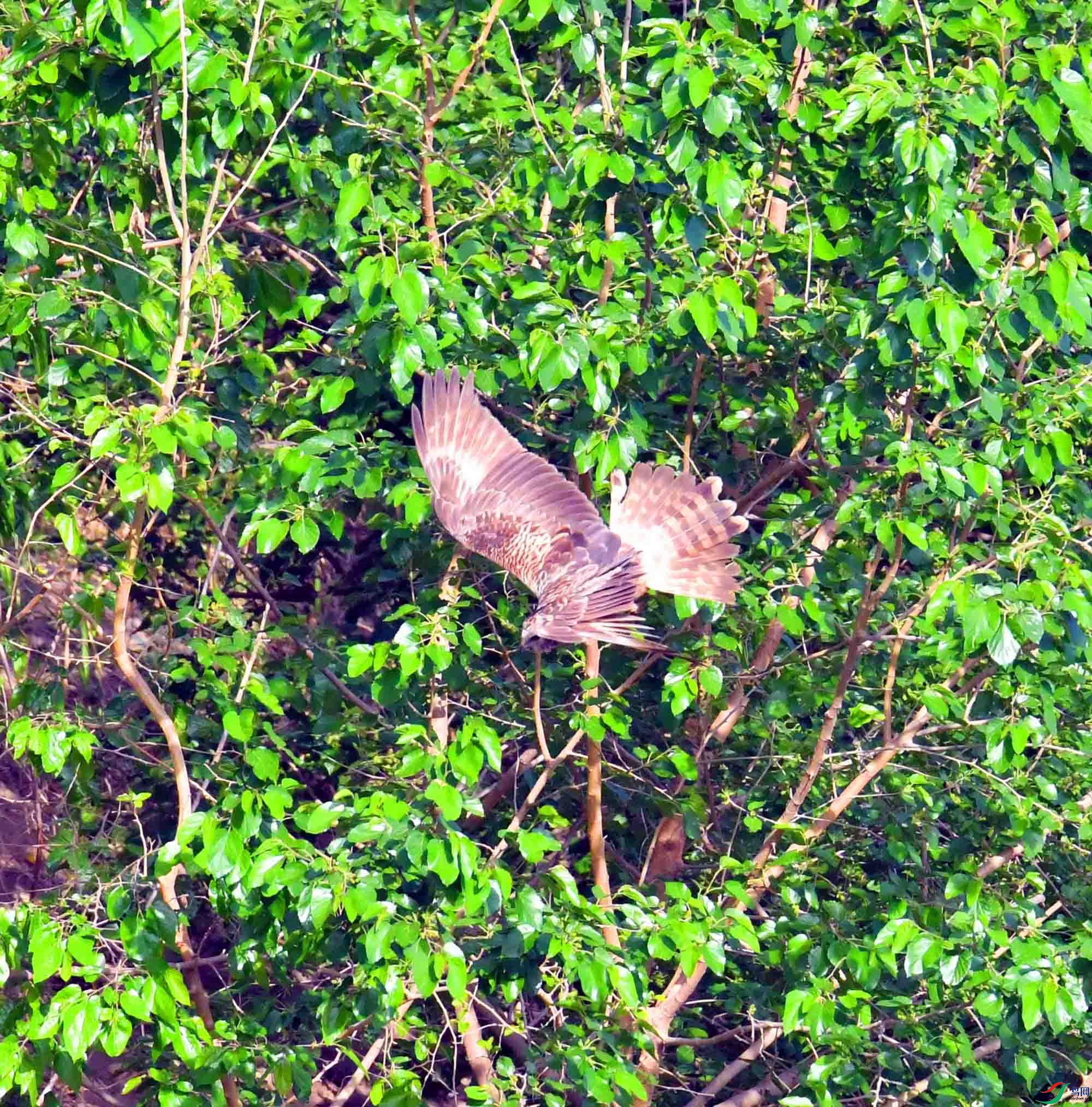 DSC_9705.JPG