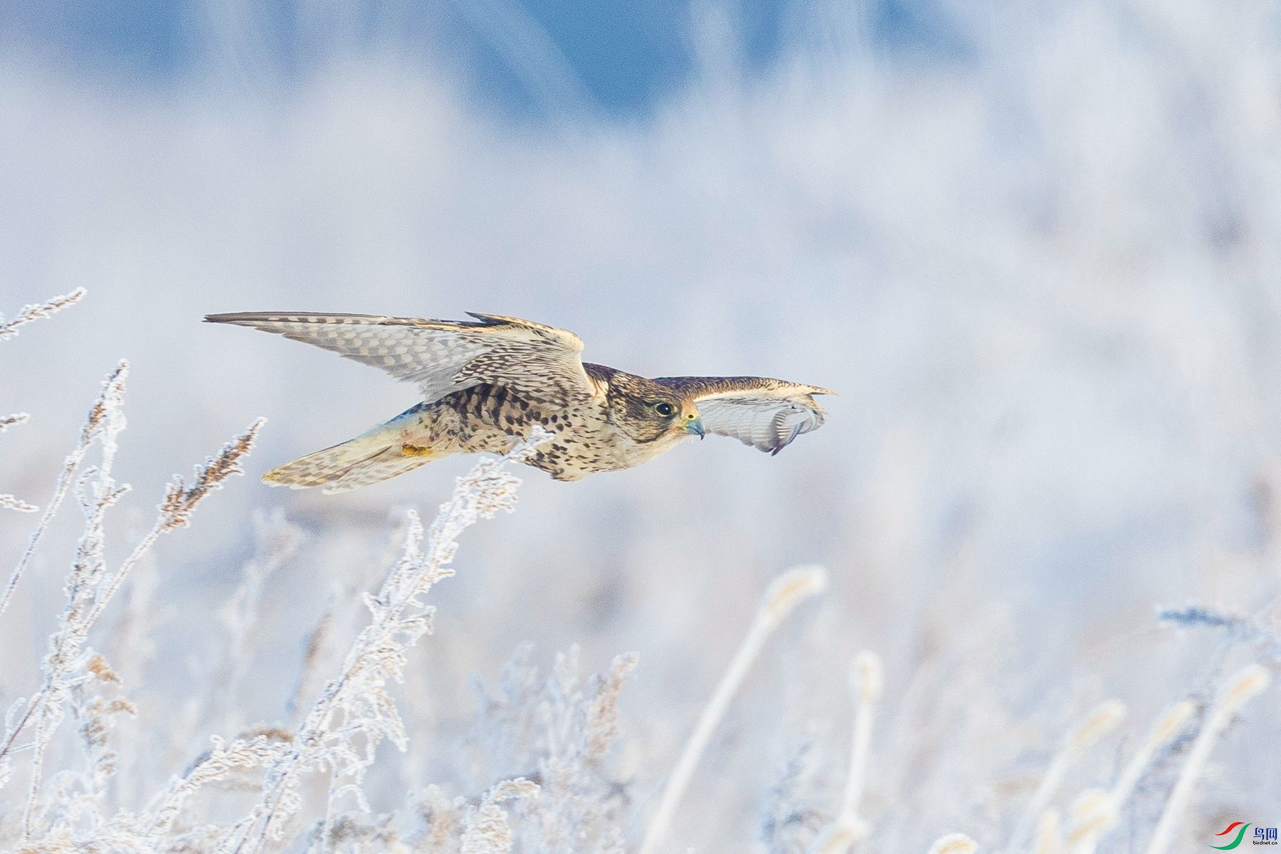 �����ֺ���