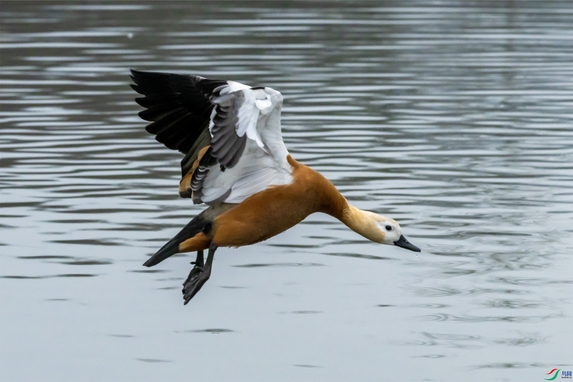 2N1A8491����Ѽ .jpg