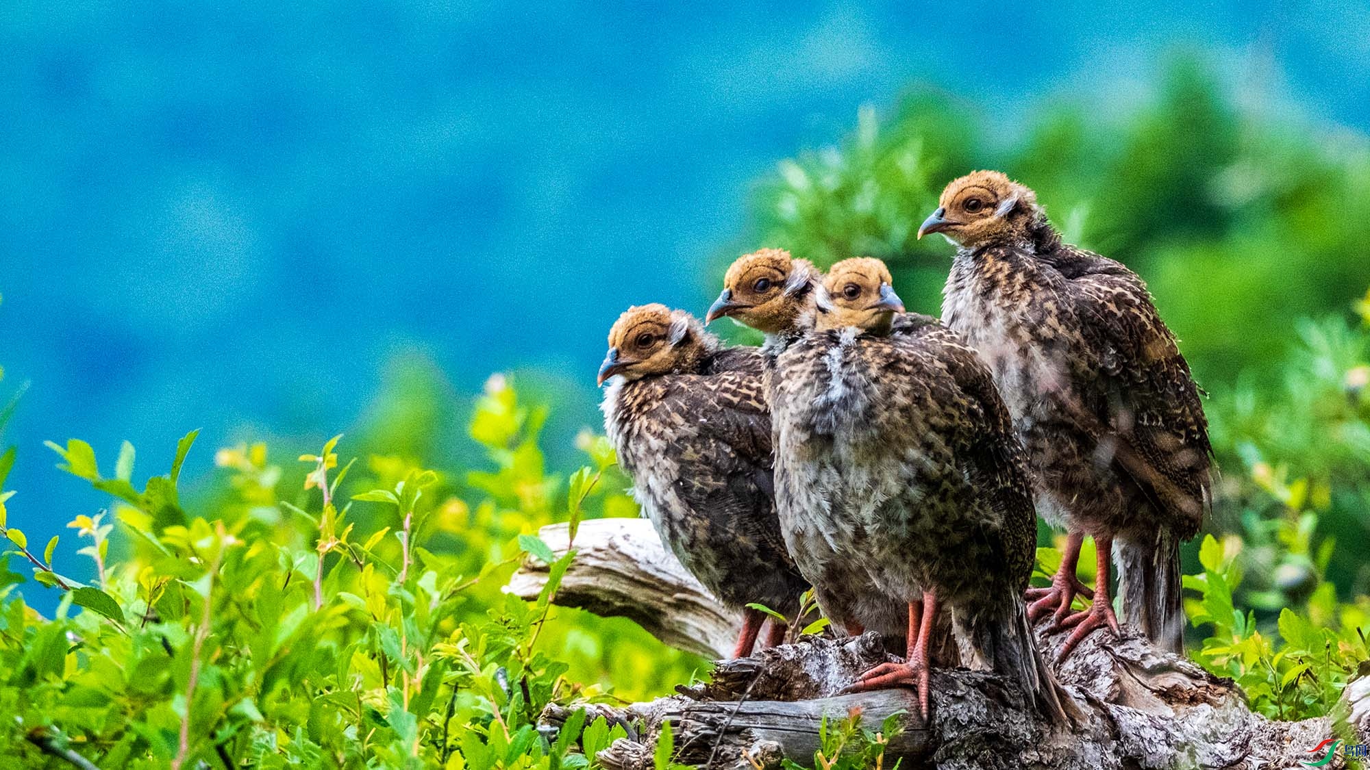 ���������̣�