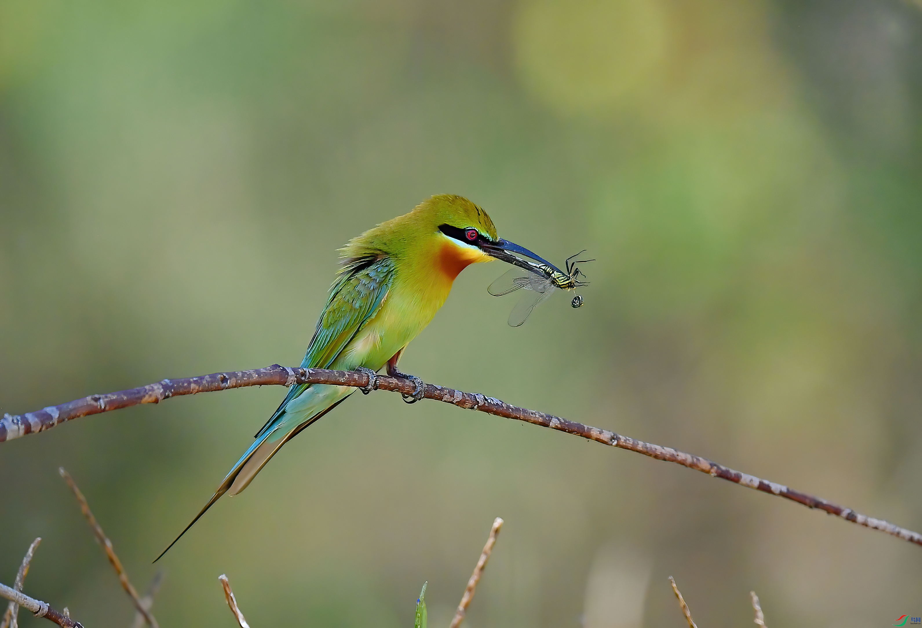 DSC_1524-DeNoiseAI-denoise (1).jpg