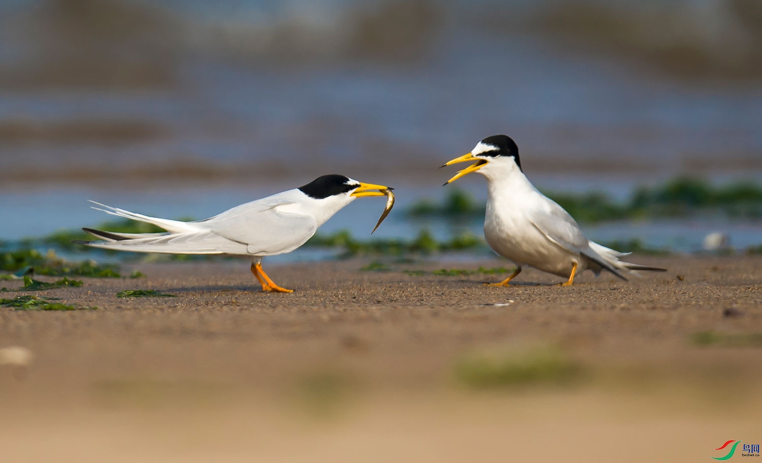 DSC_3786-0.jpg