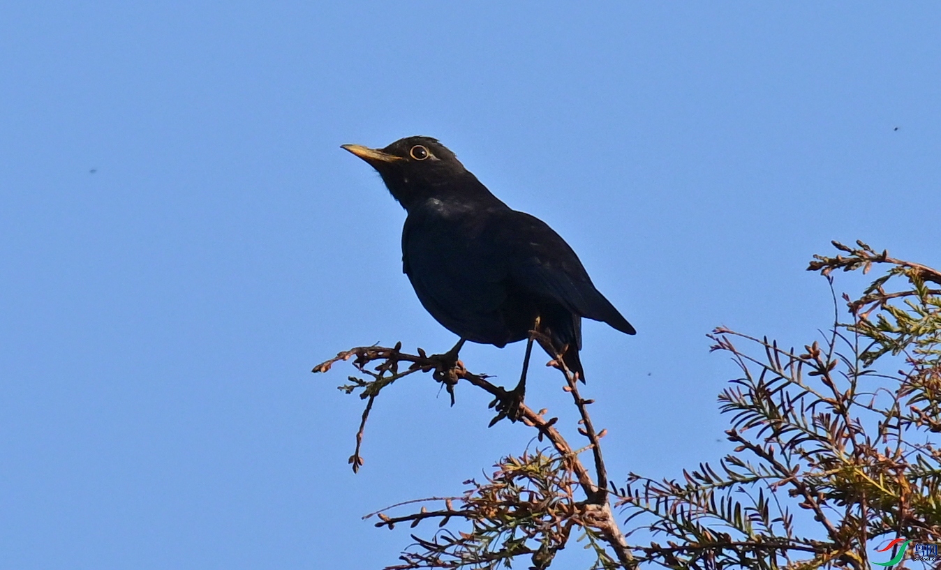 DSC_1850a.jpg