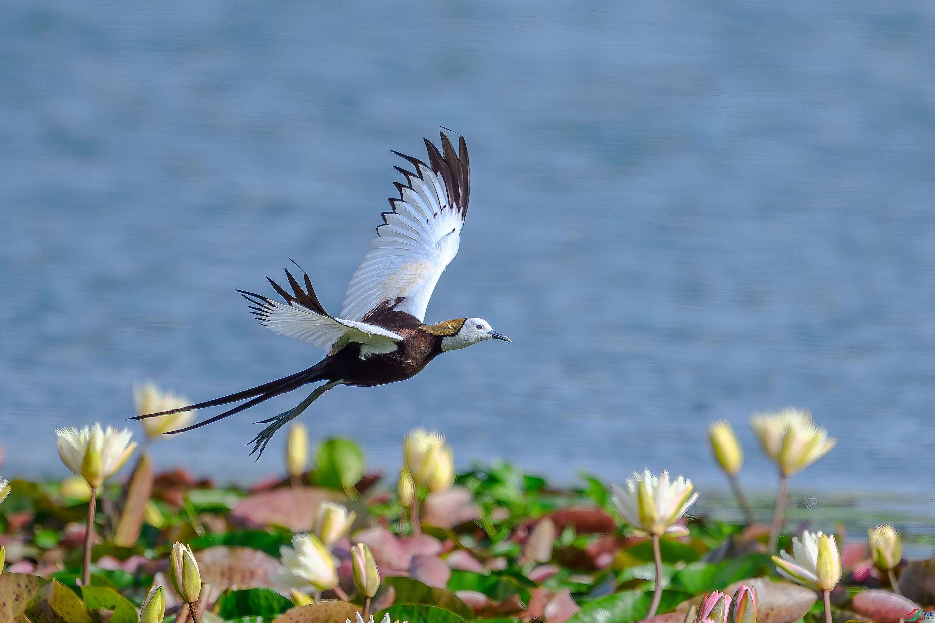 DSC_3275-AB.jpg