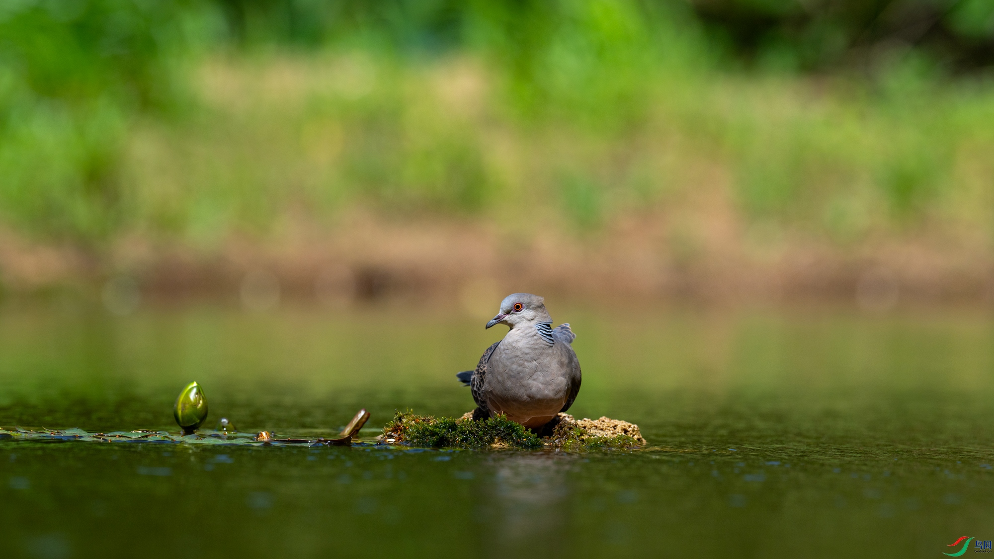 DSC_1910.jpg