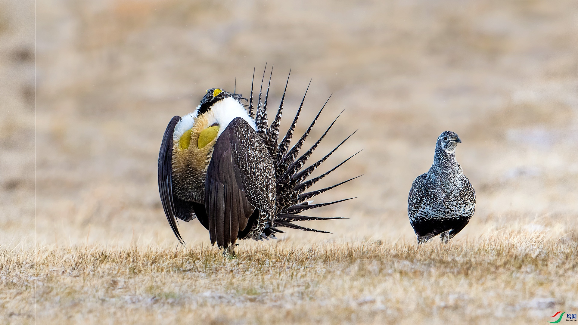 �����ɼ�