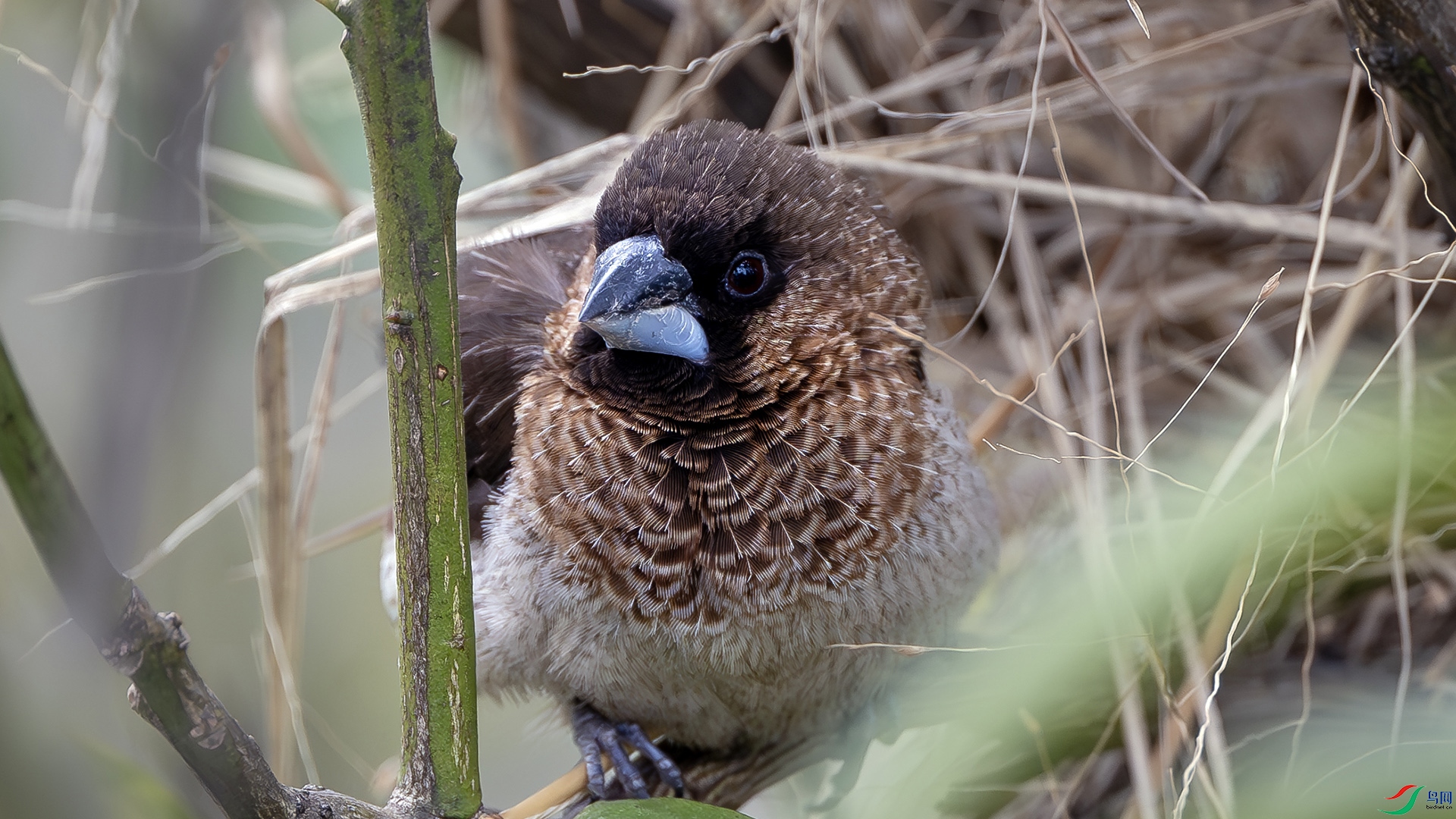 DSC_1138.jpg
