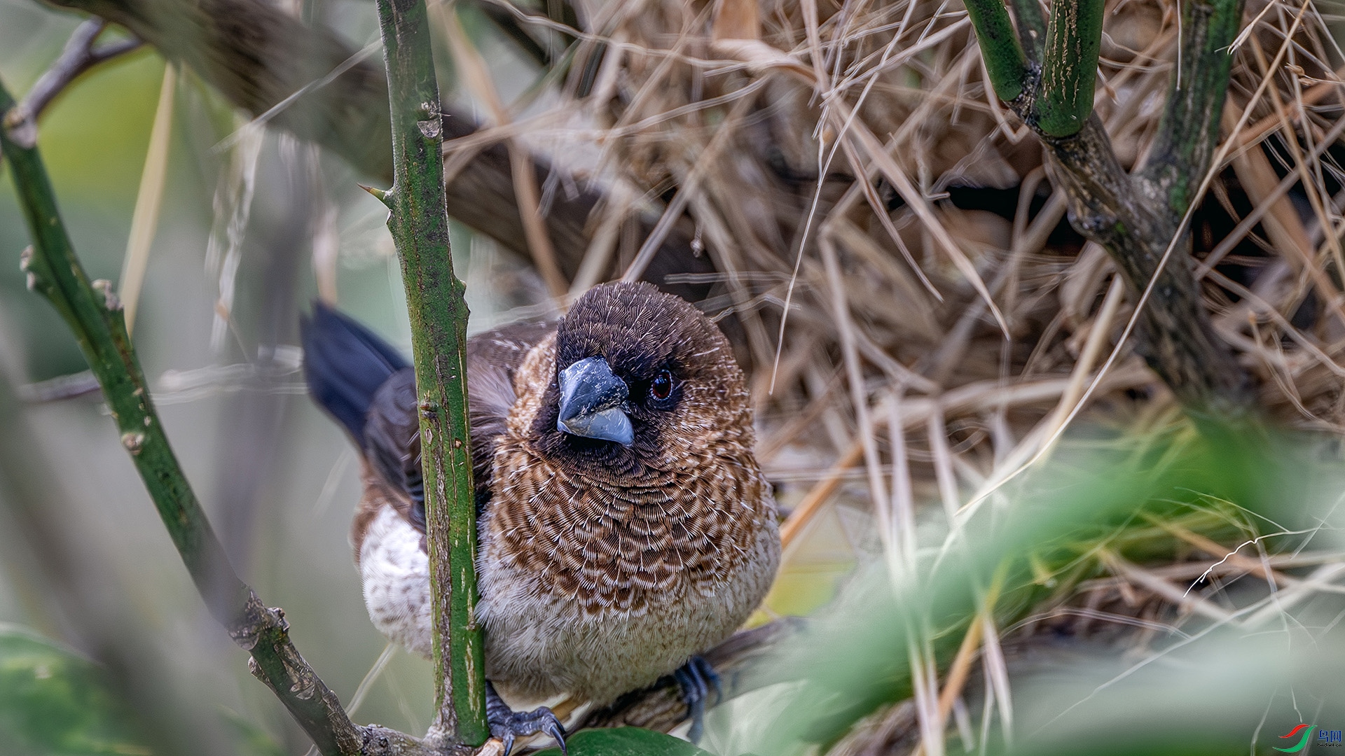 DSC_1249.jpg