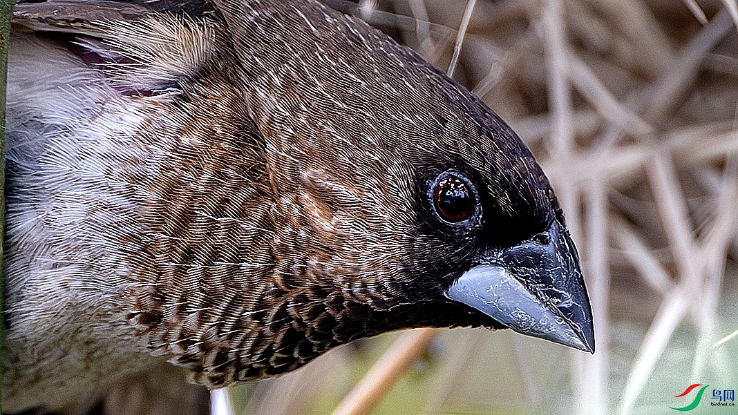 DSC_1255.jpg