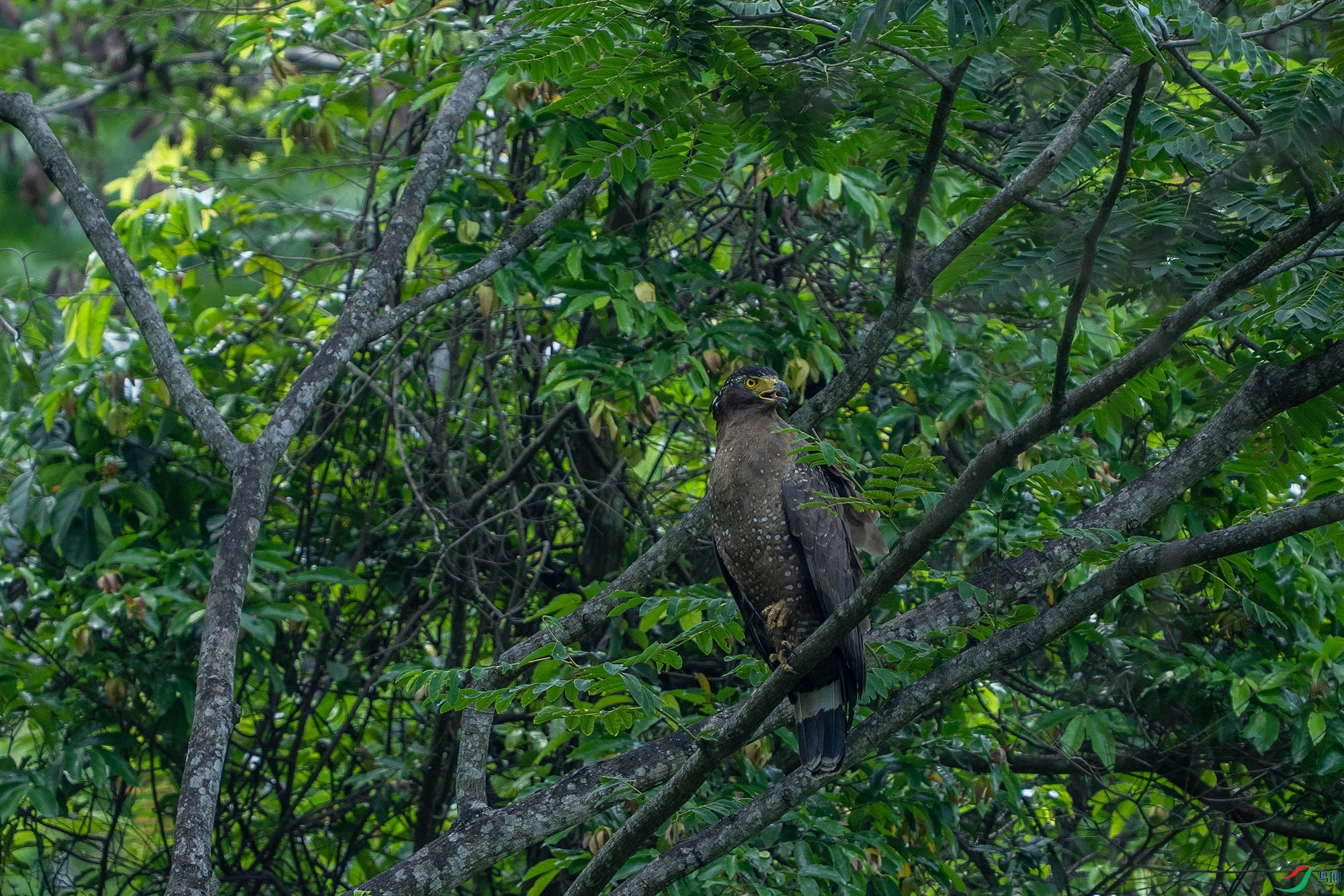 DSC07377 ����11.jpg