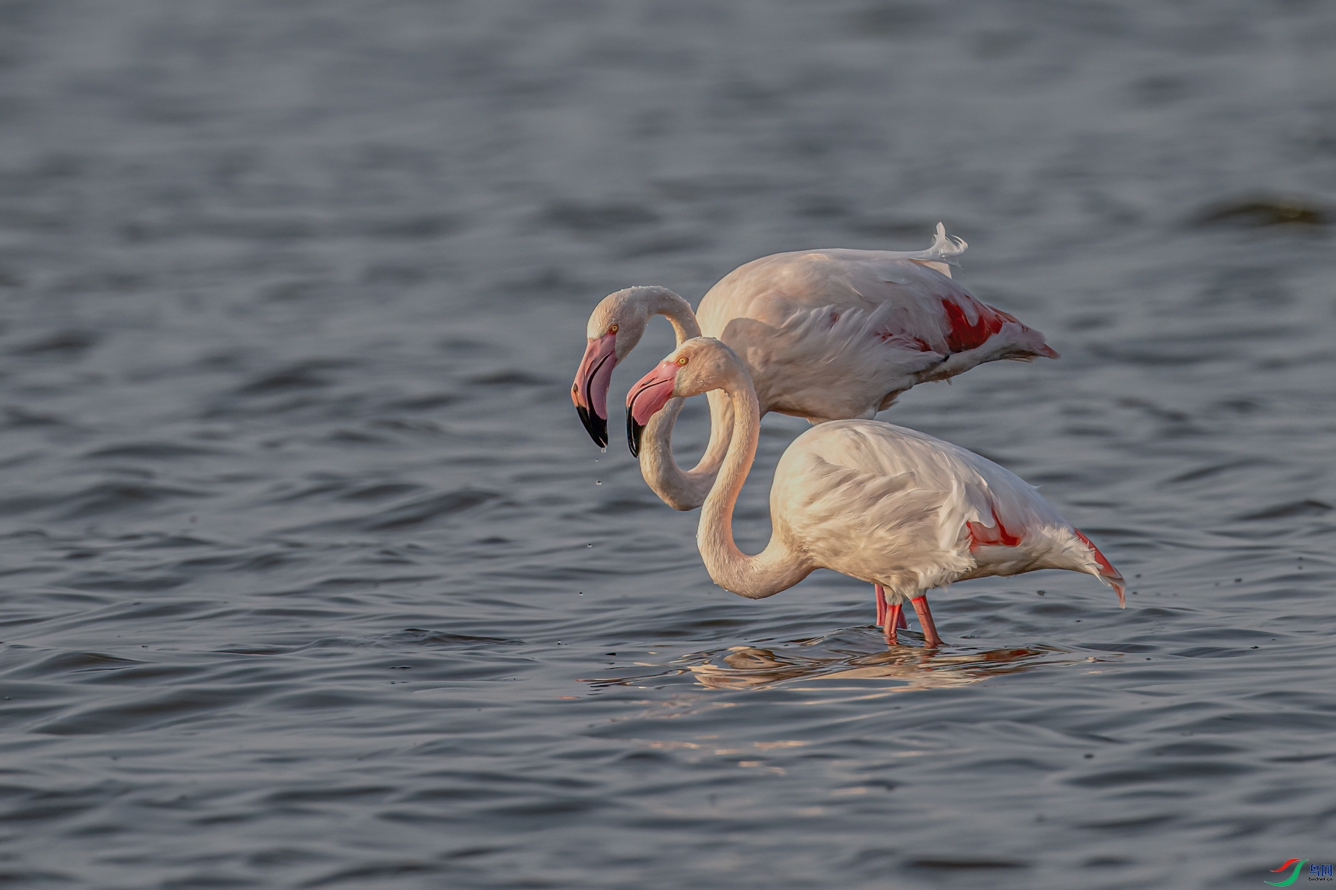 DSC_4669-11.jpg