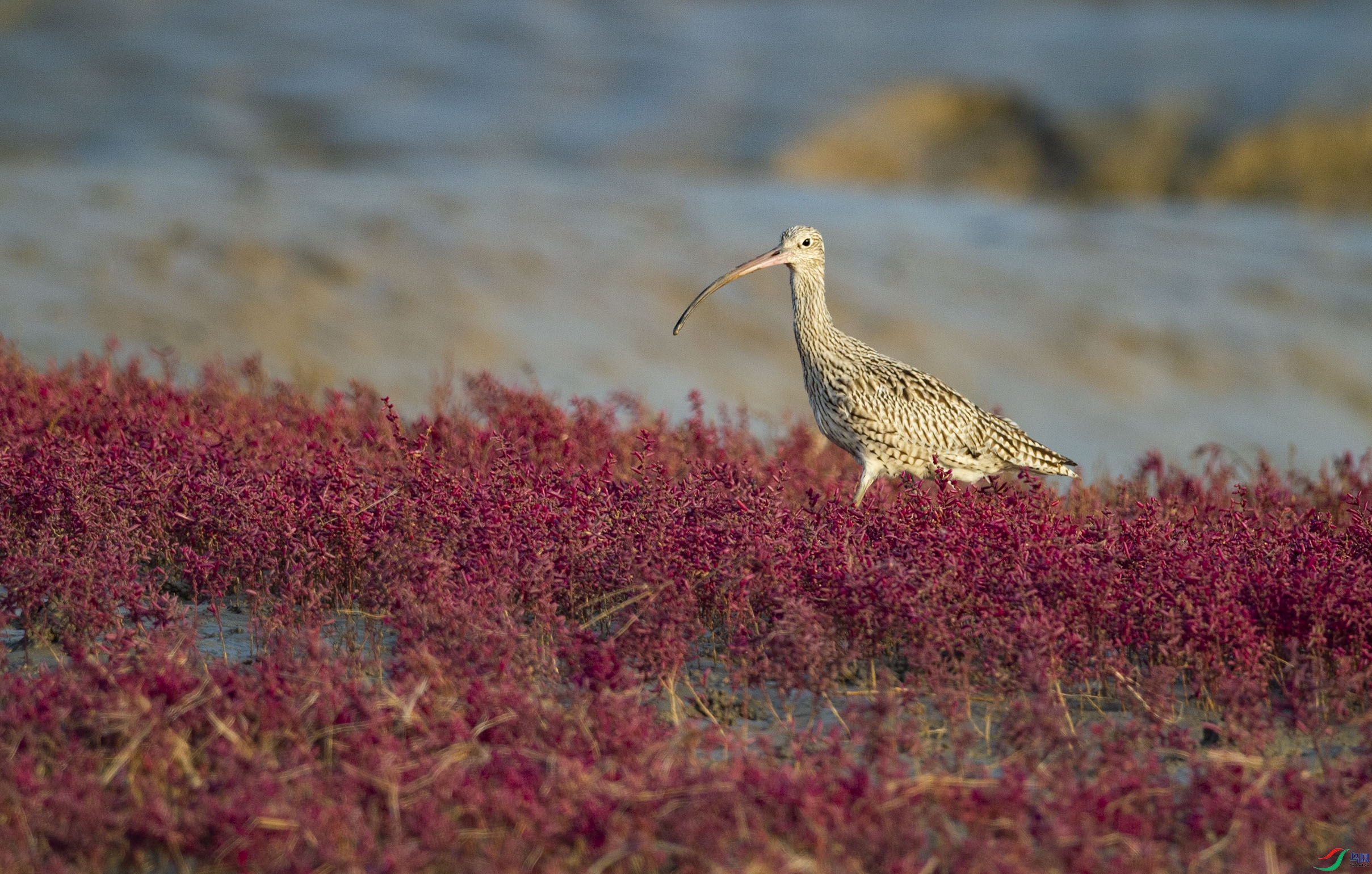 _DSC3567.jpg