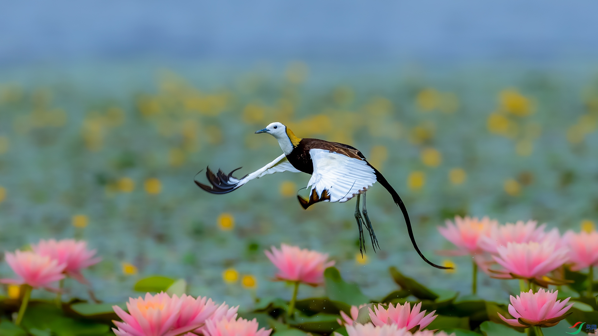 _M8A5250-����ǿ-NR.jpg