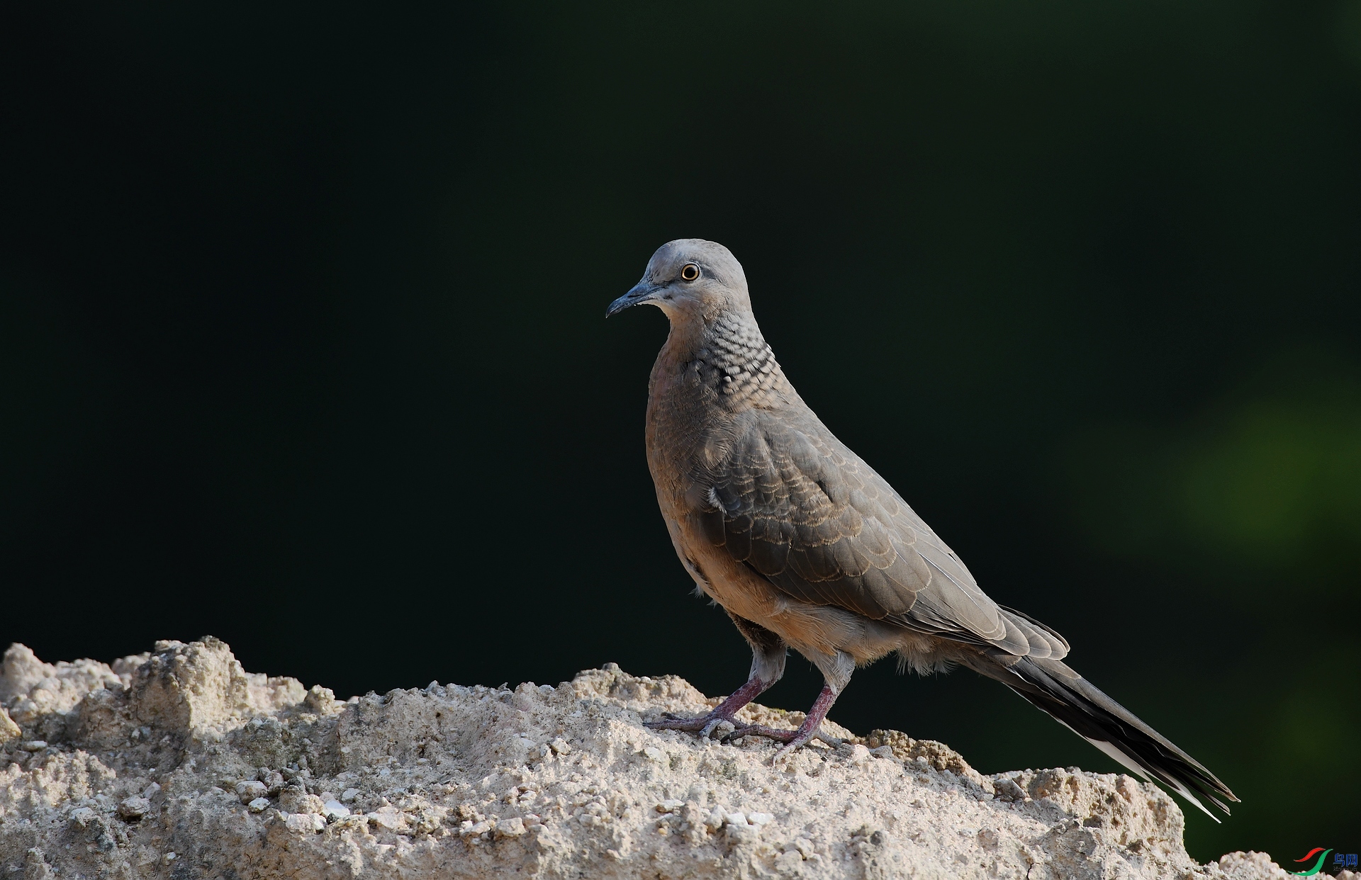 DSC_7706.jpg