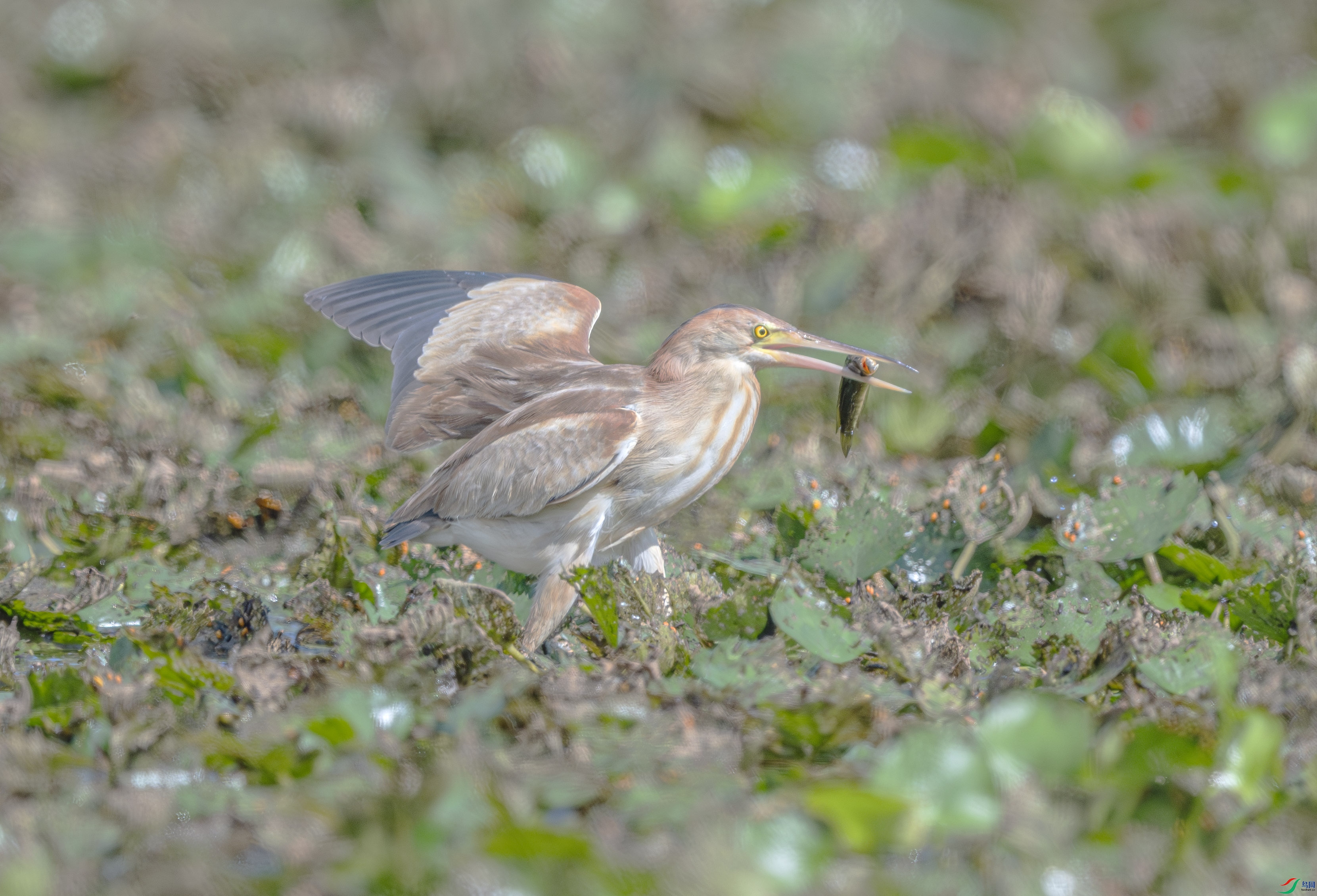 DSC_5780-����ǿ-NR ����.jpg