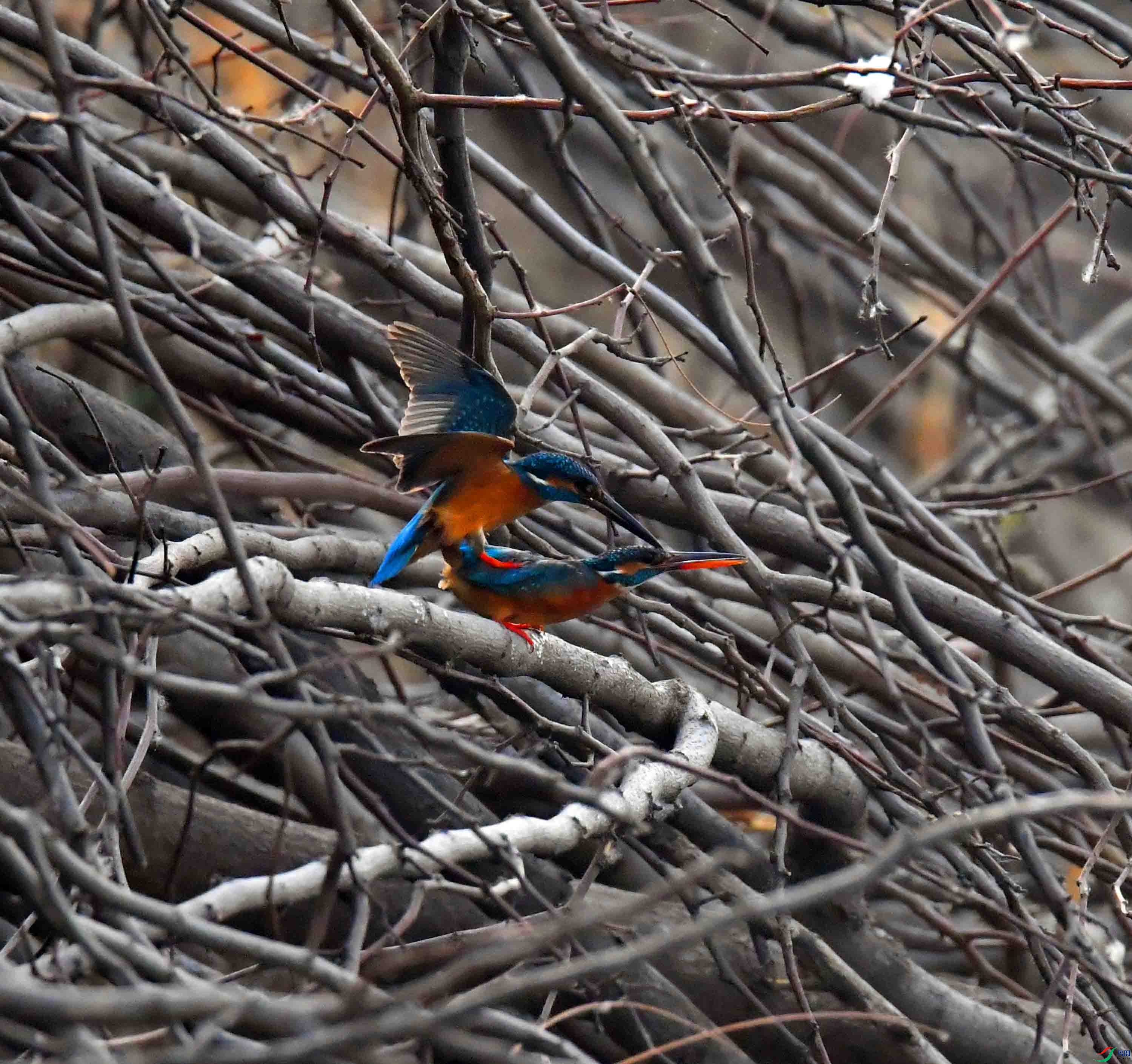 DSC_2171.JPG
