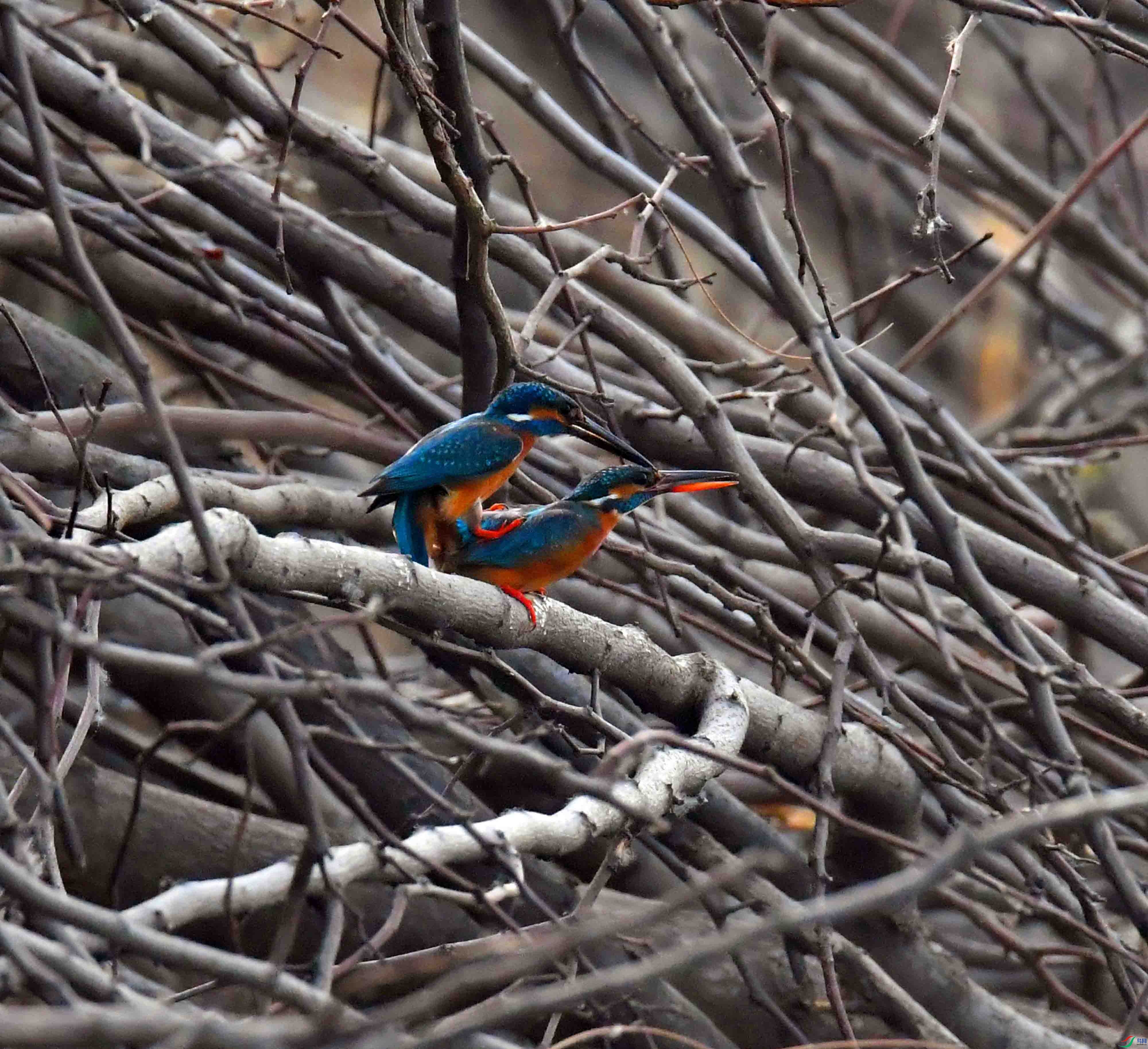 DSC_2184.JPG