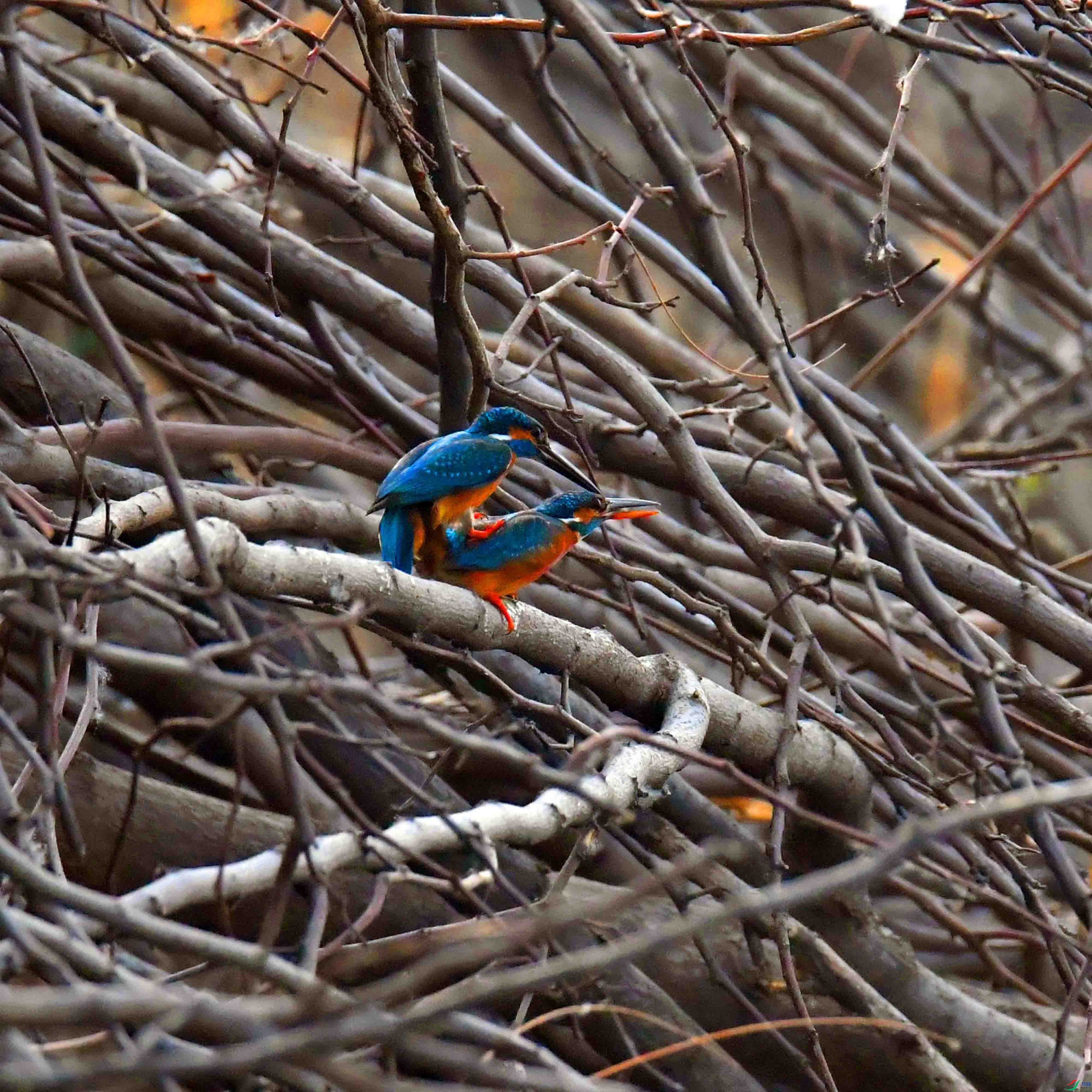 DSC_2198.JPG