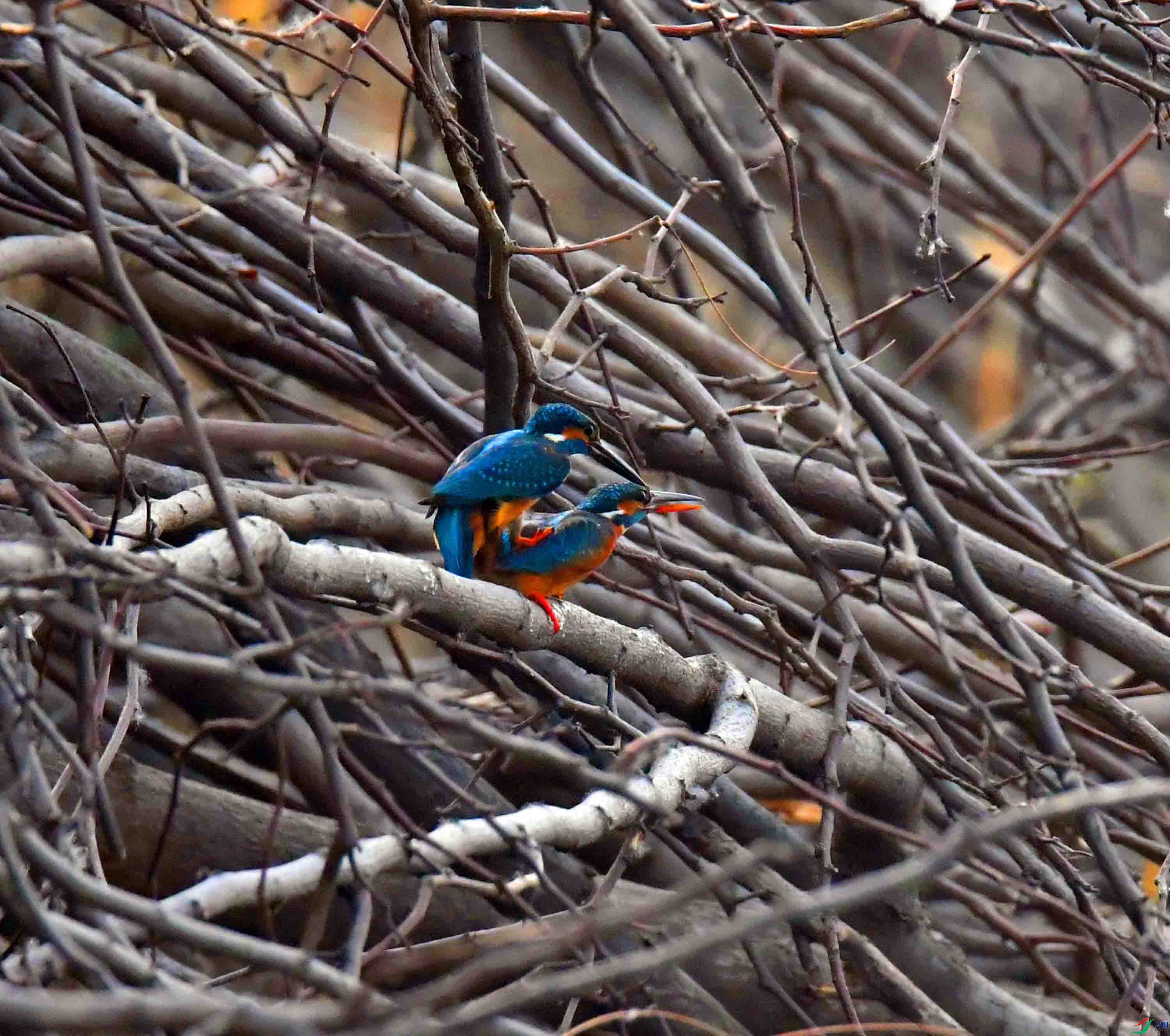 DSC_2197.JPG