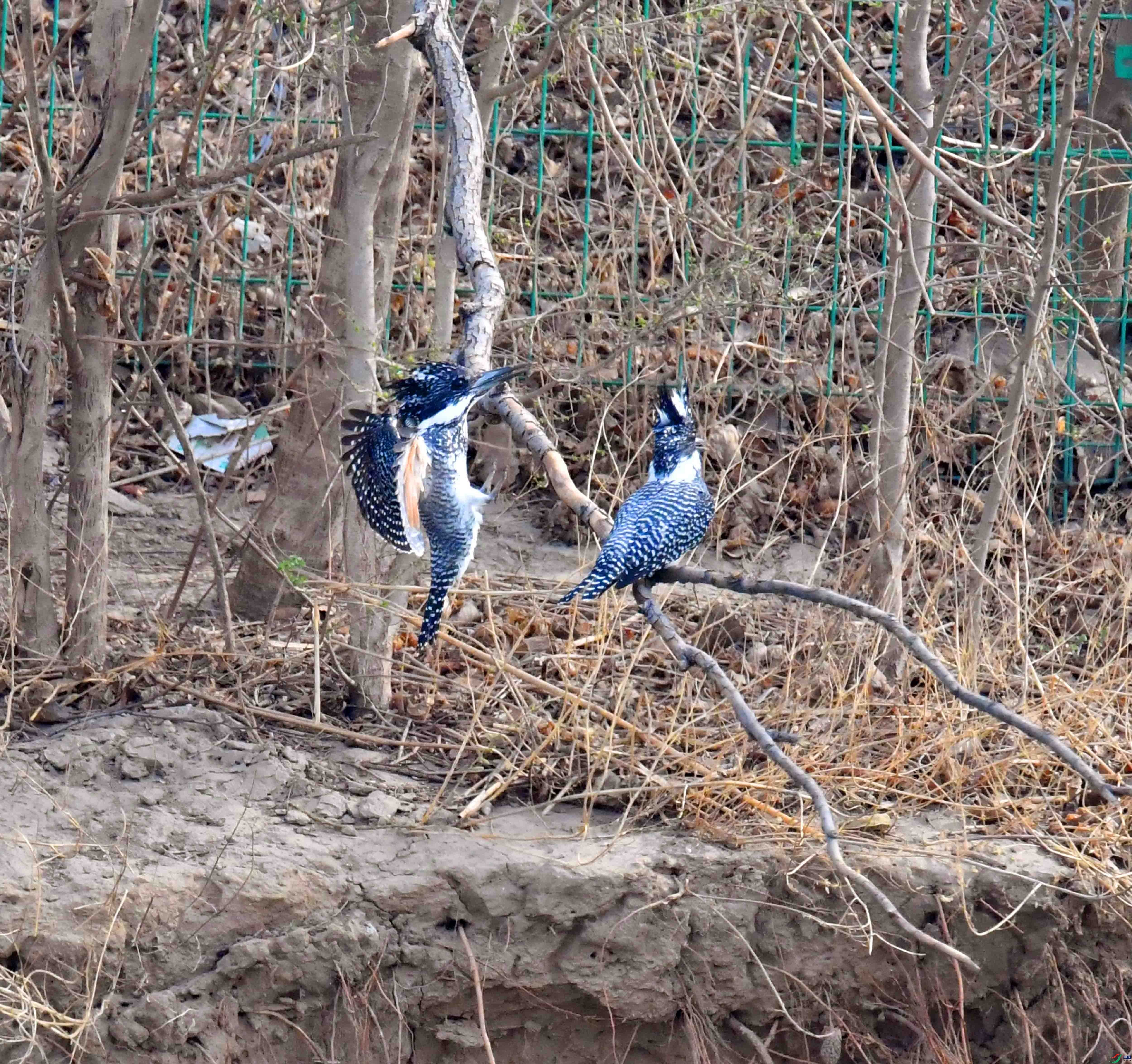 DSC_6588.JPG
