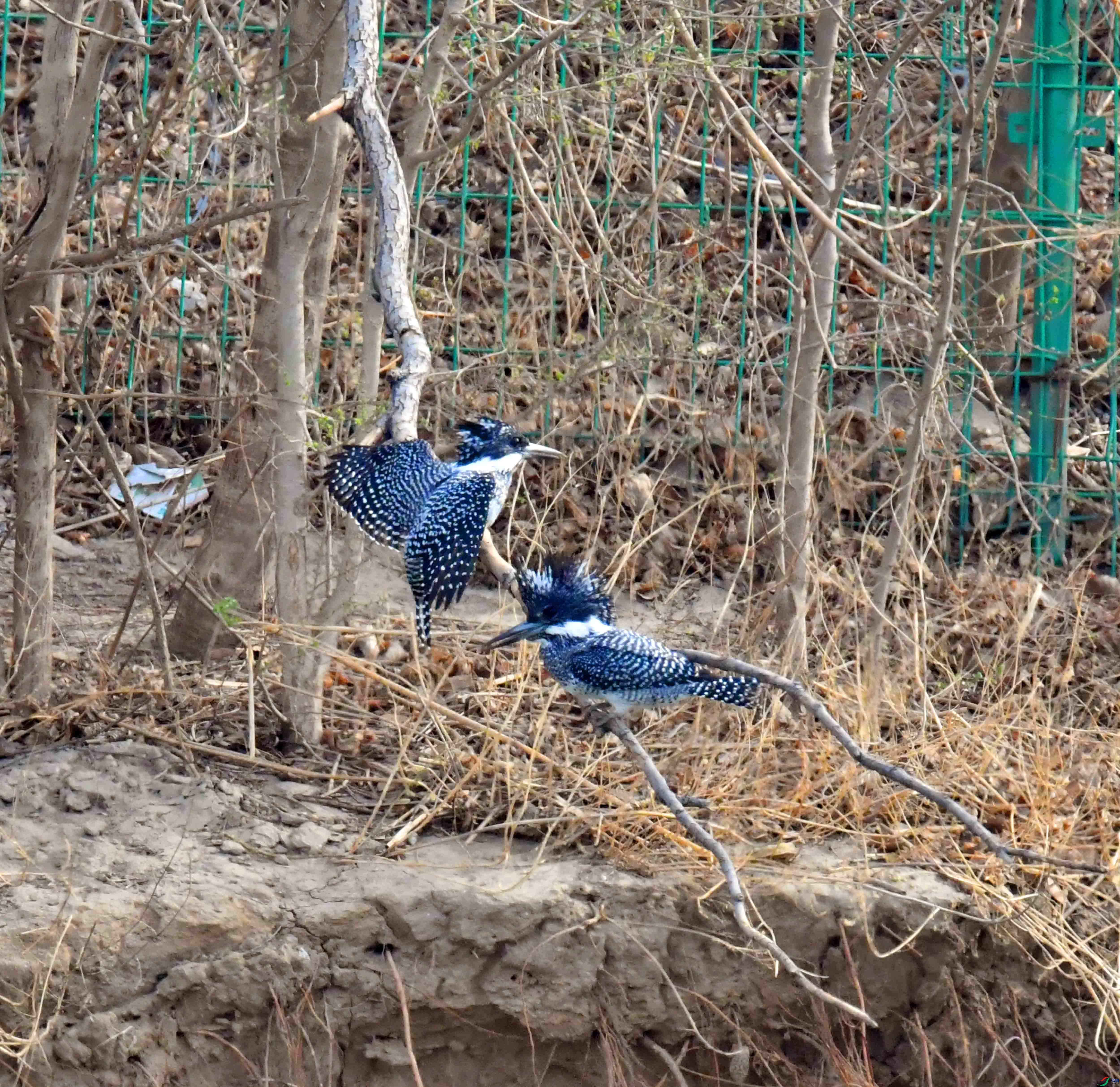 DSC_6609.JPG
