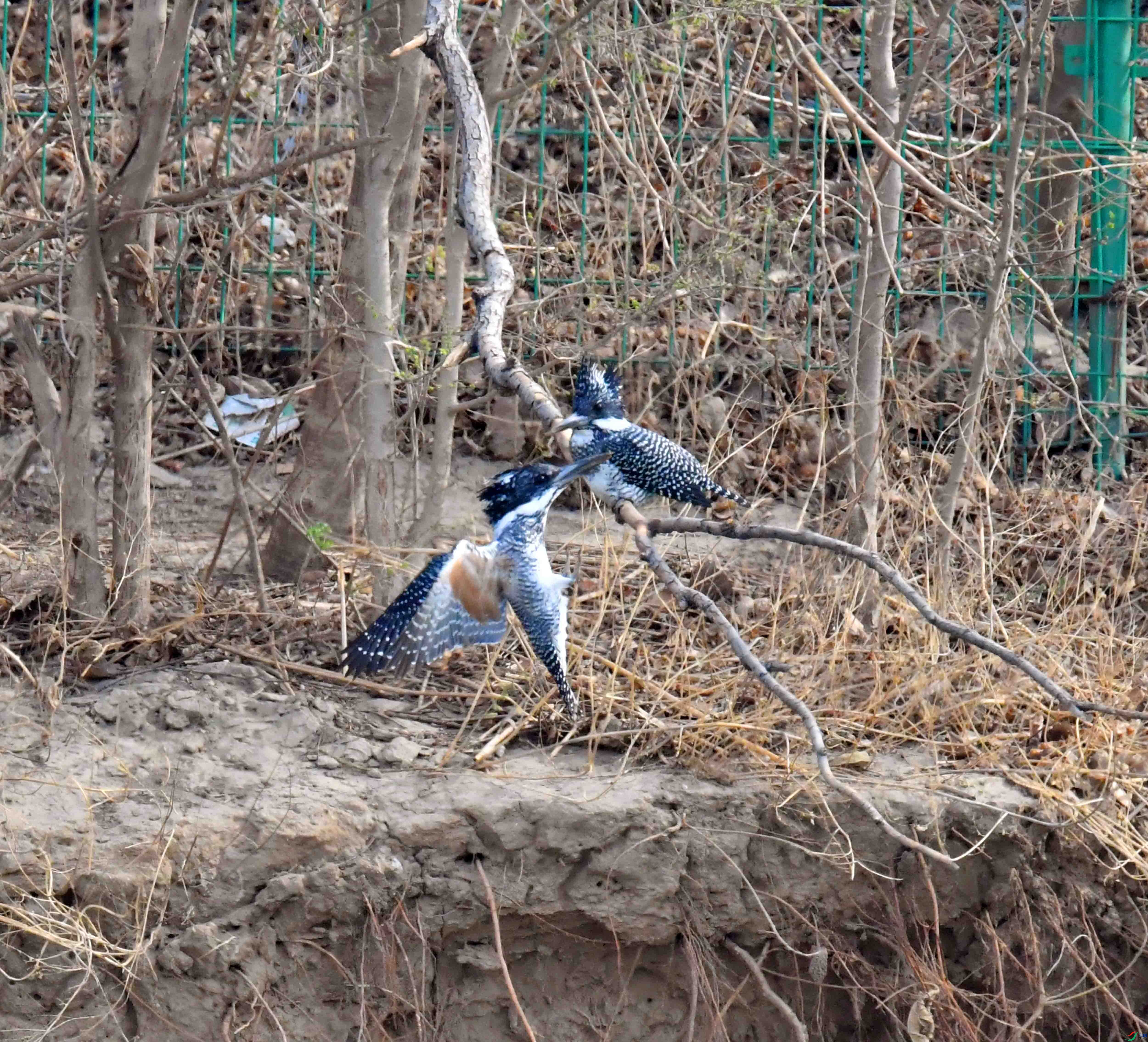 DSC_6723.JPG