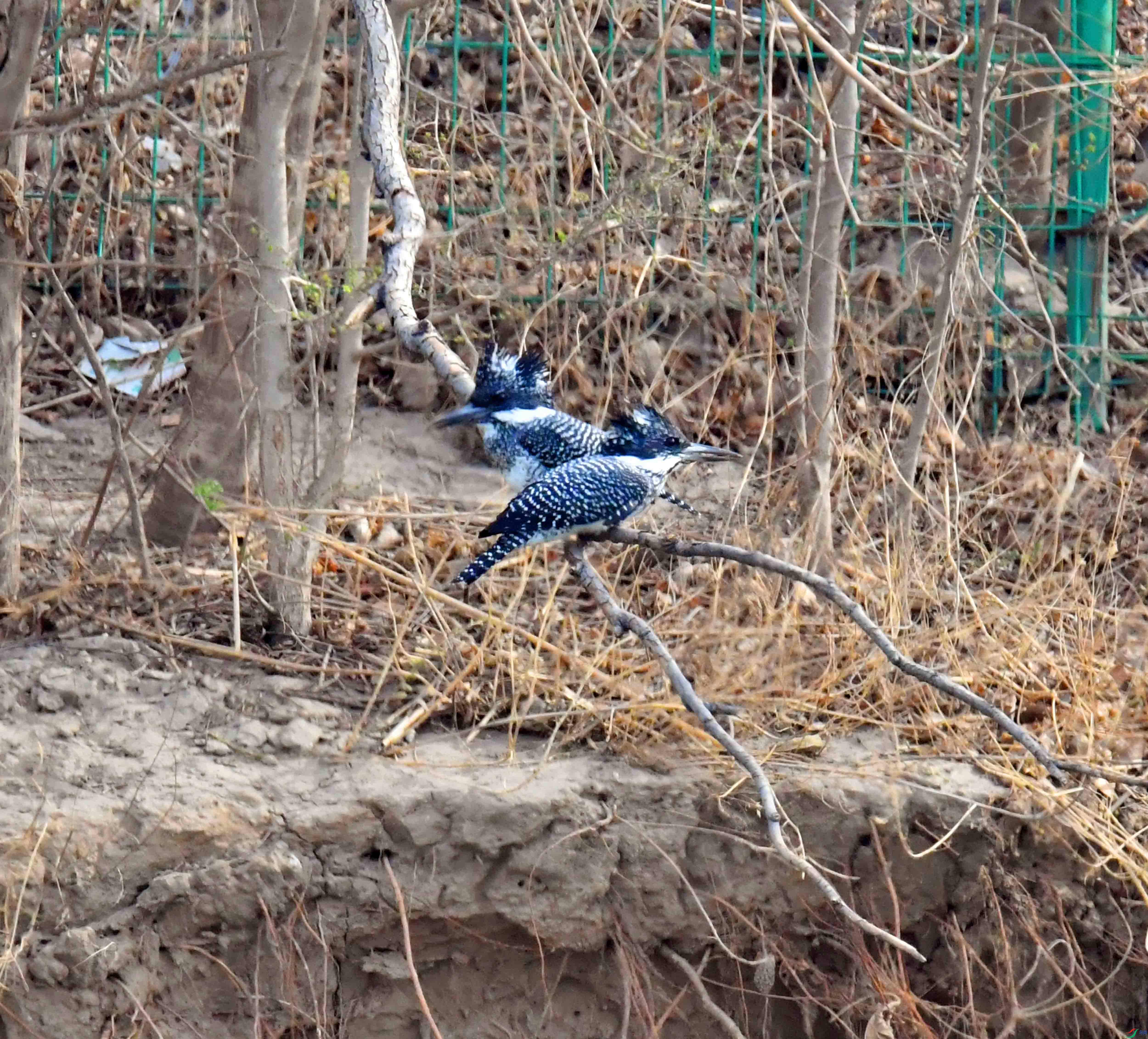 DSC_6724.JPG
