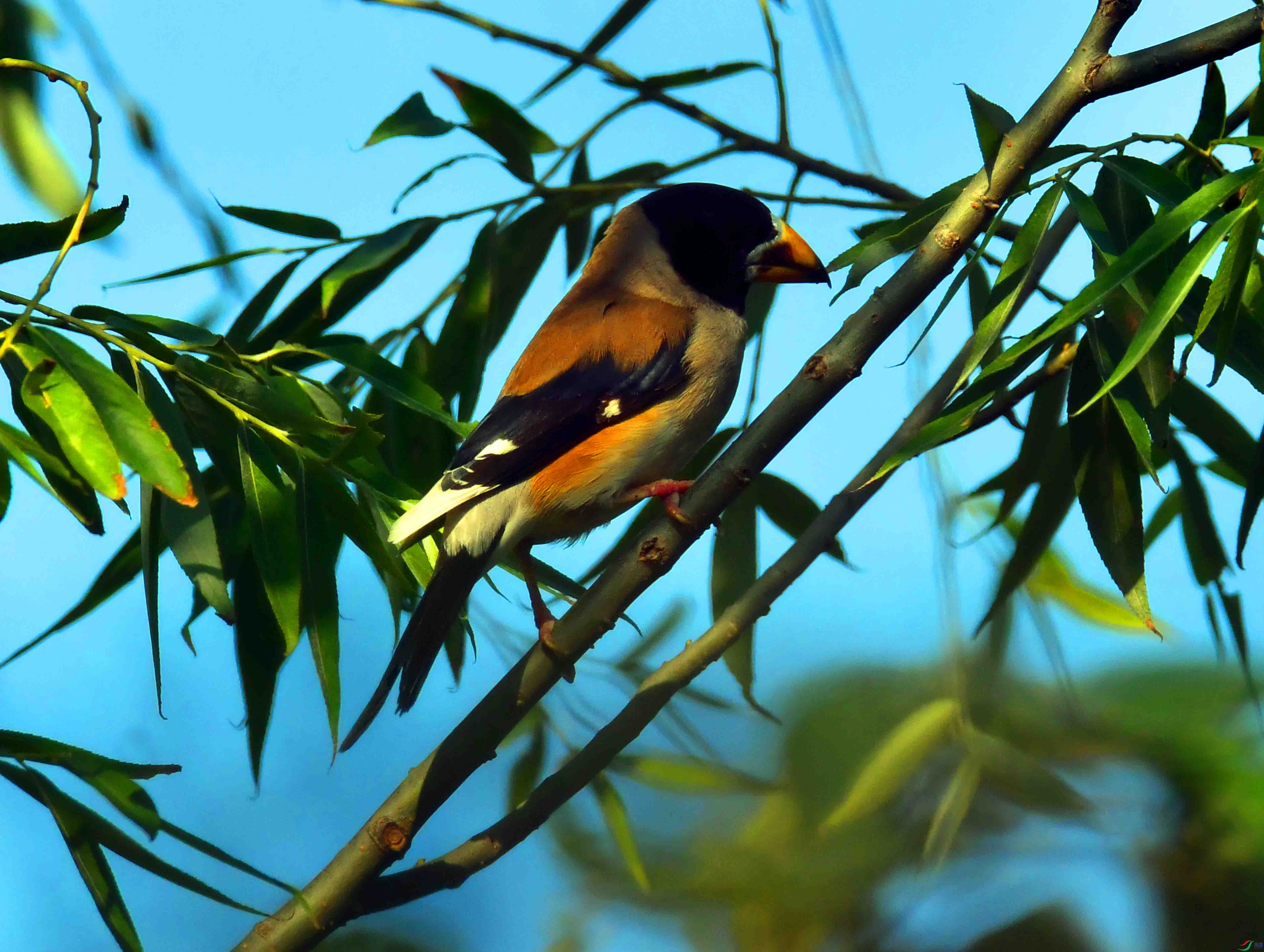 DSC_4887.JPG