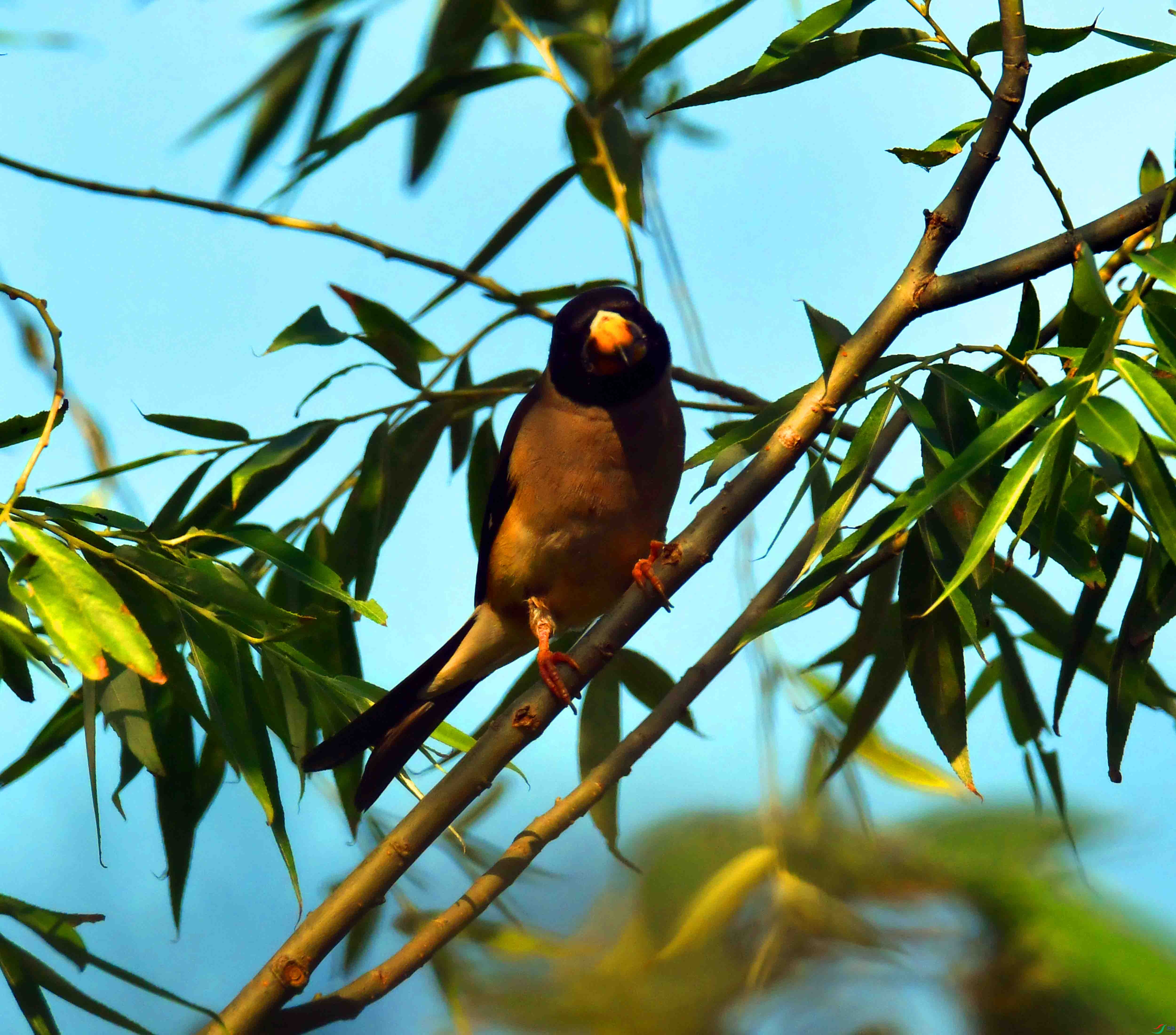 DSC_4888.JPG