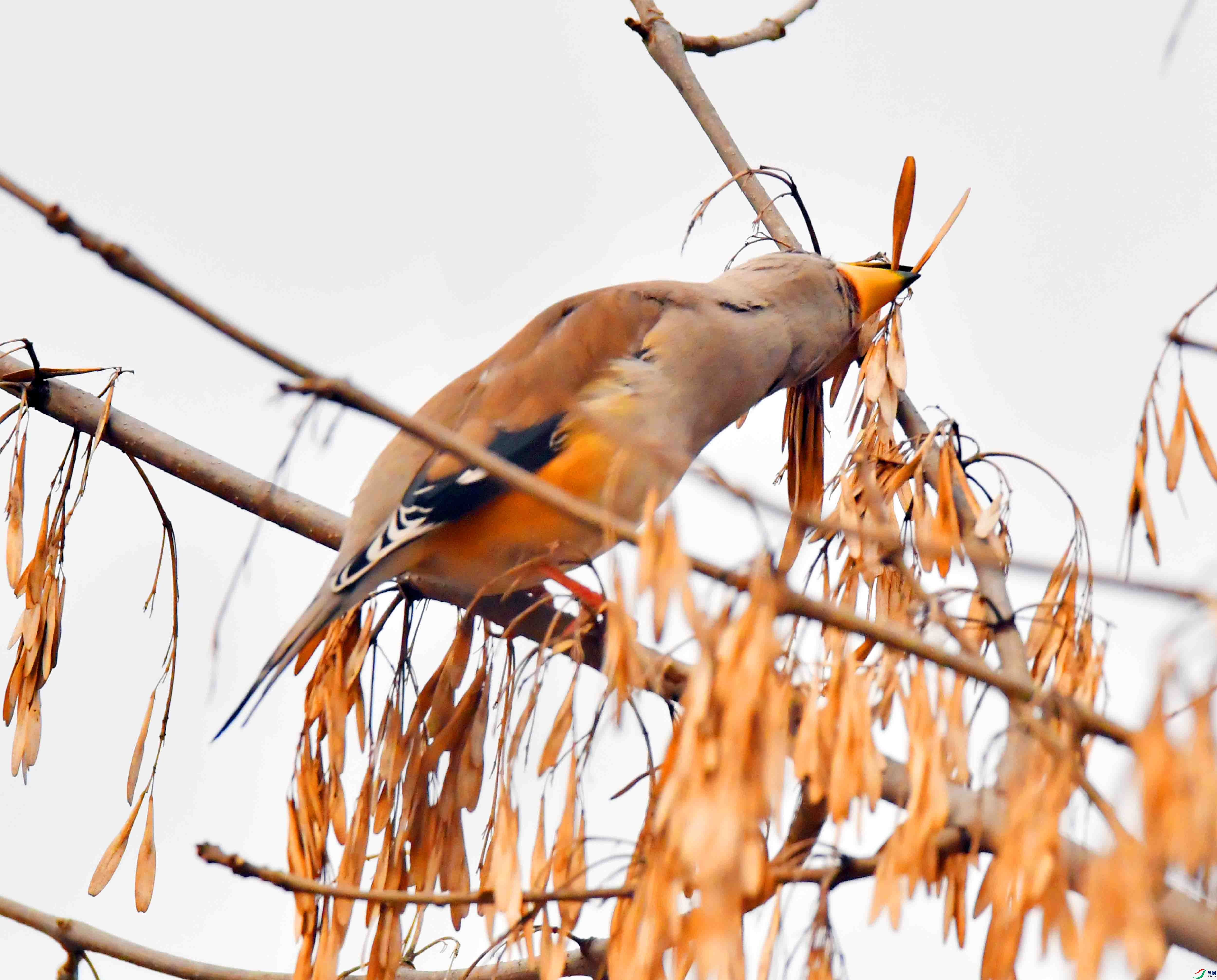 DSC_9626.JPG