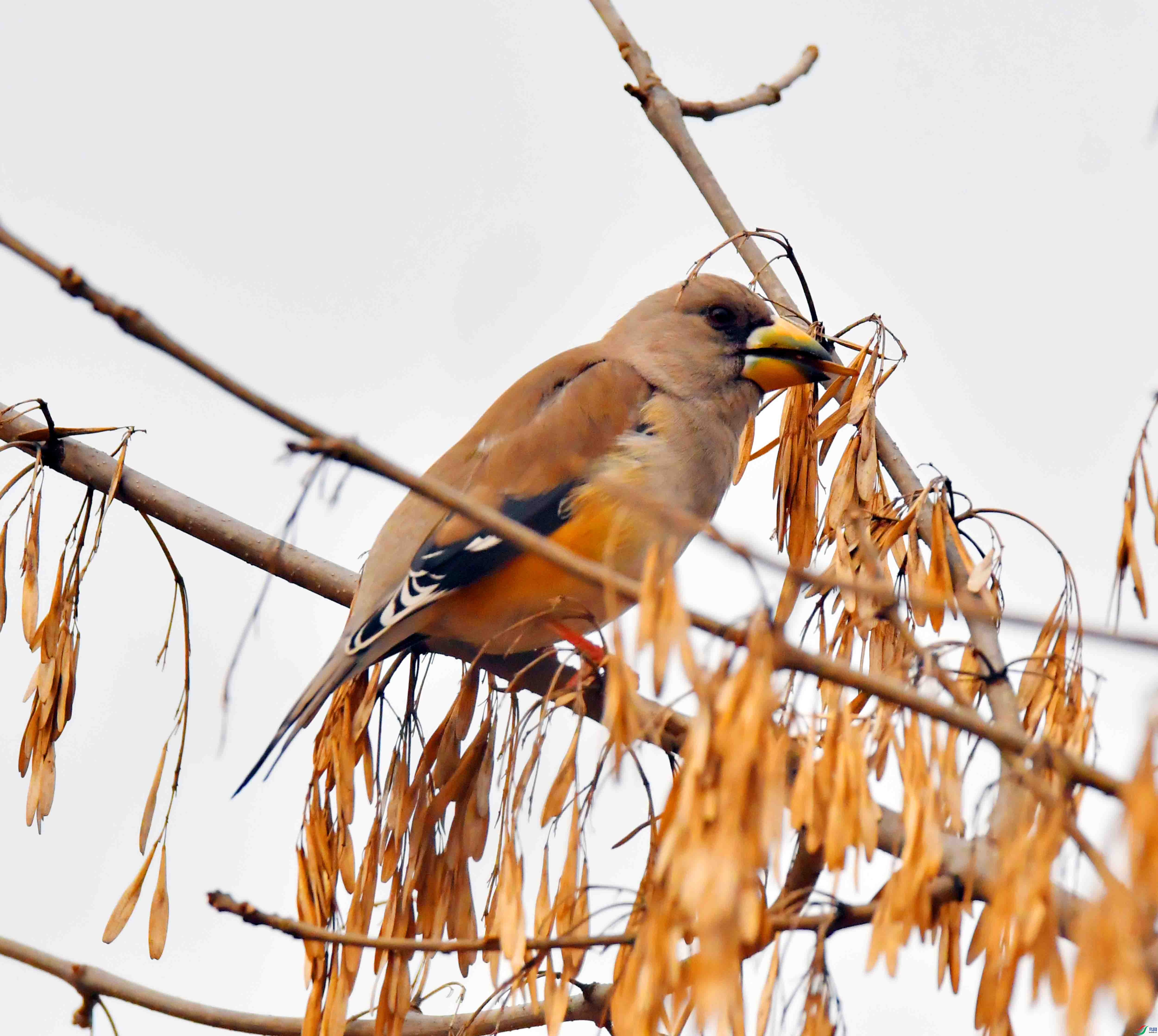DSC_9631.JPG
