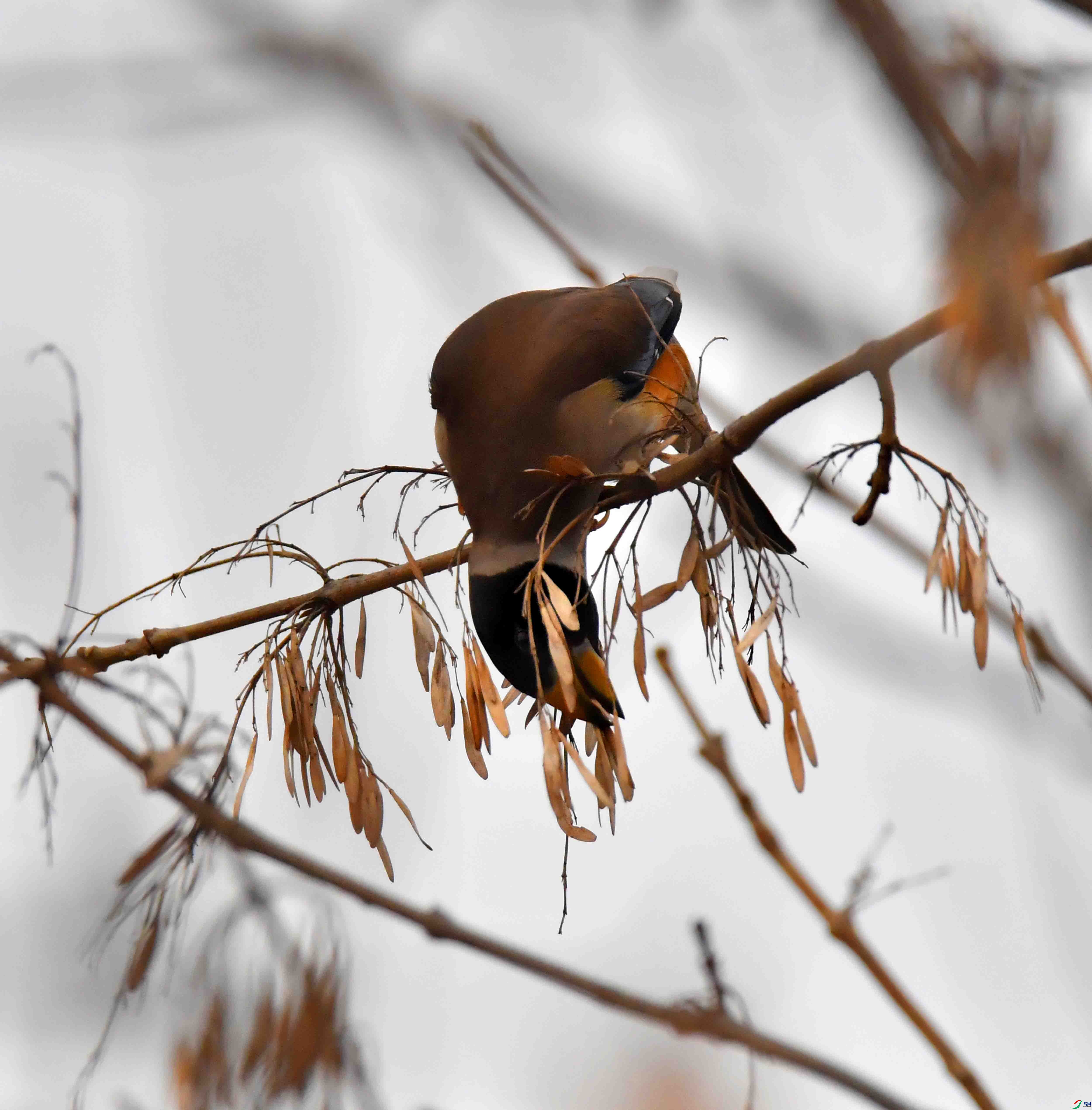 DSC_9671.JPG