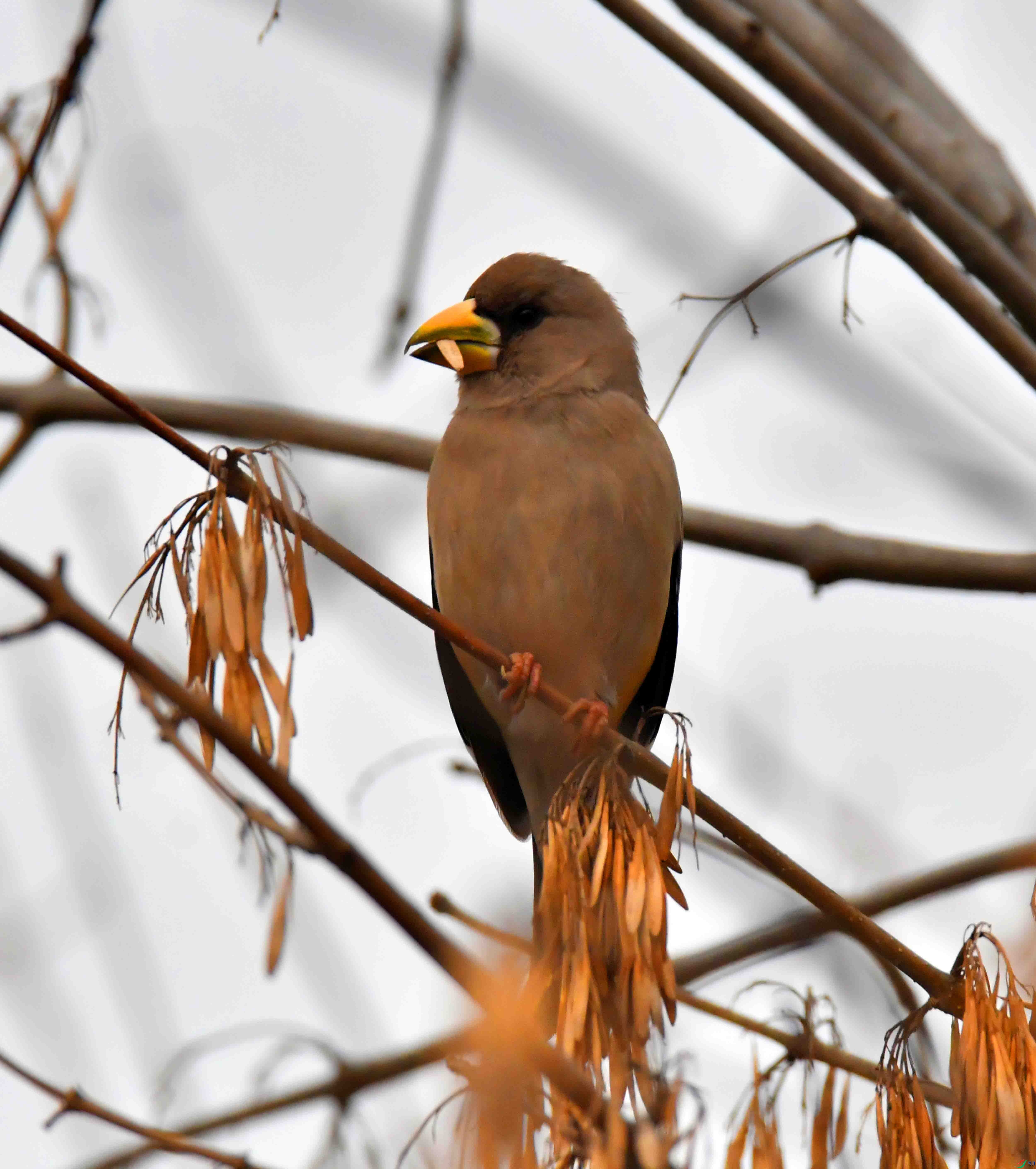 DSC_9675.JPG
