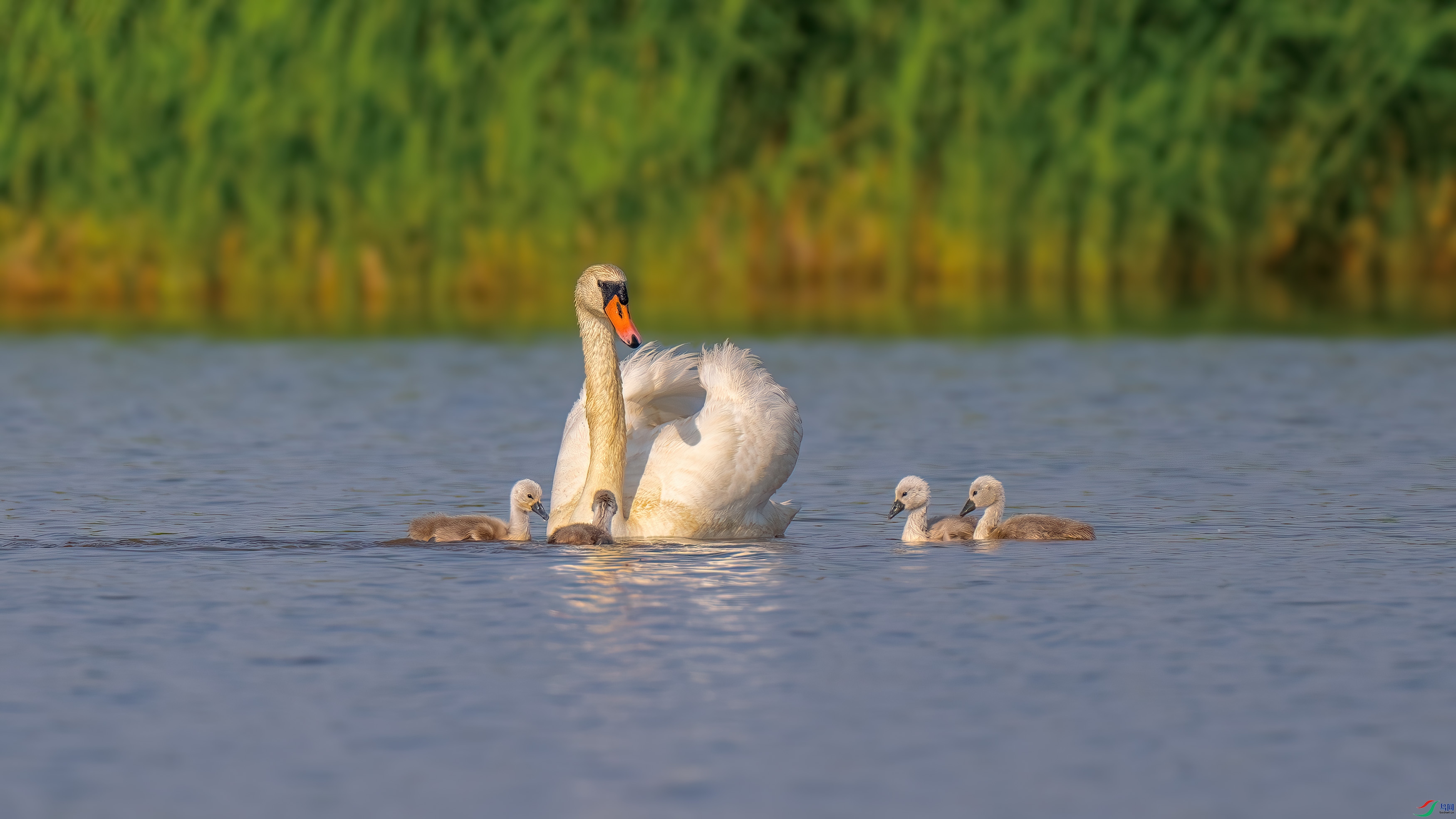 DSC_7009-����ǿ-NR.jpg