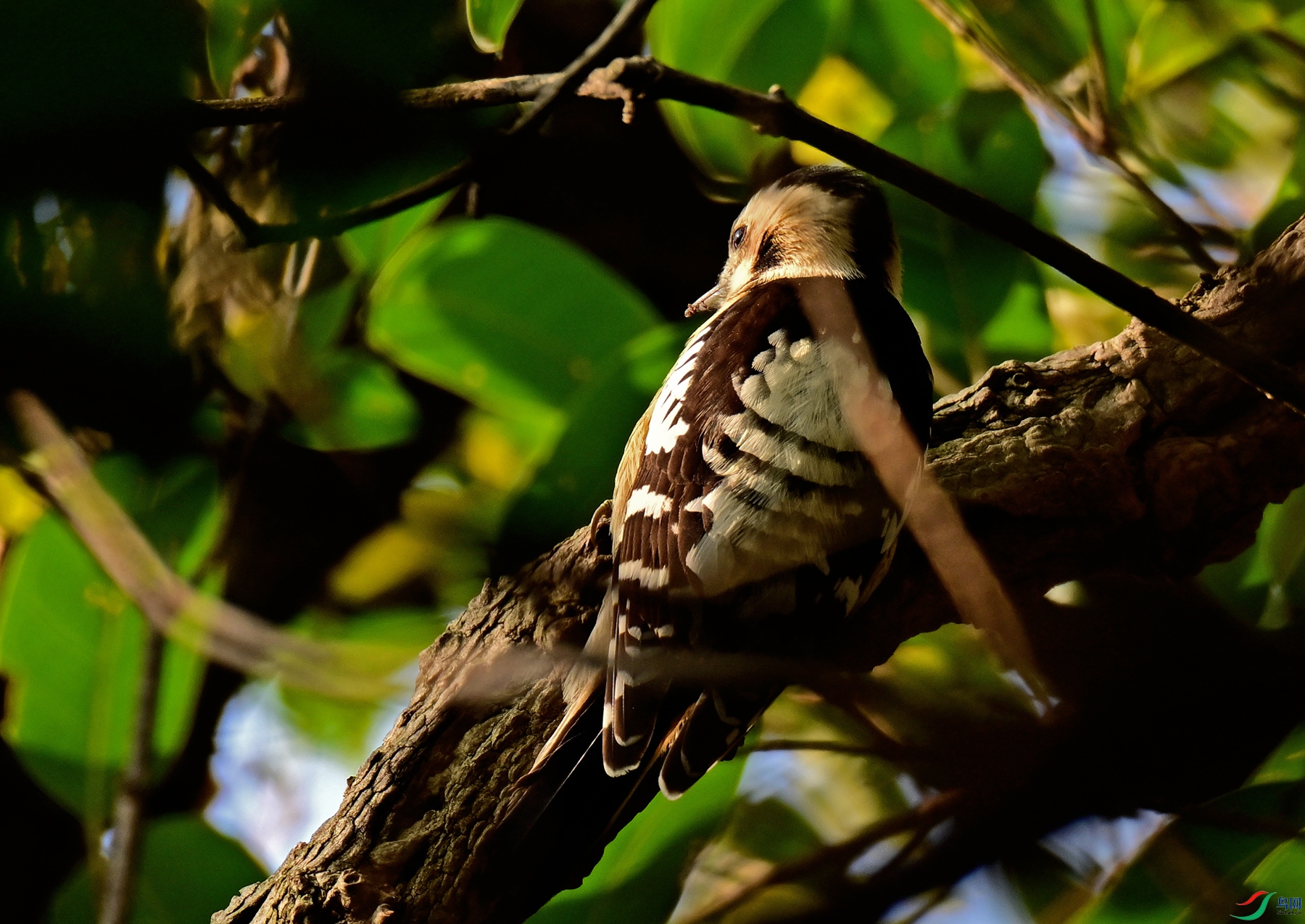 DSC_1967a.jpg