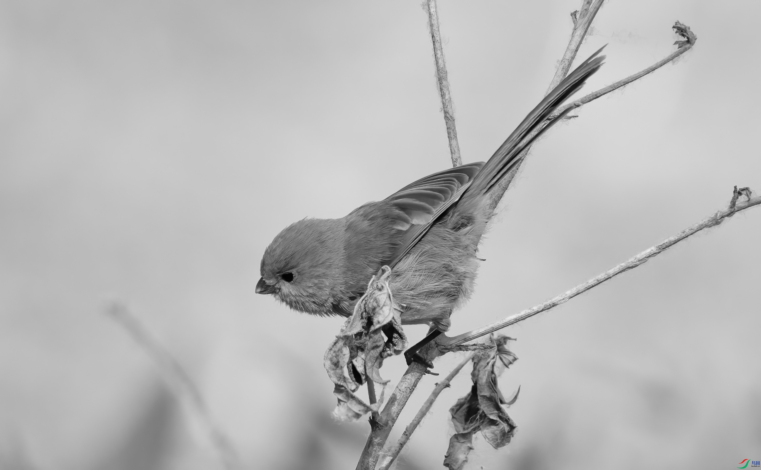 DSC01068 ����.jpg