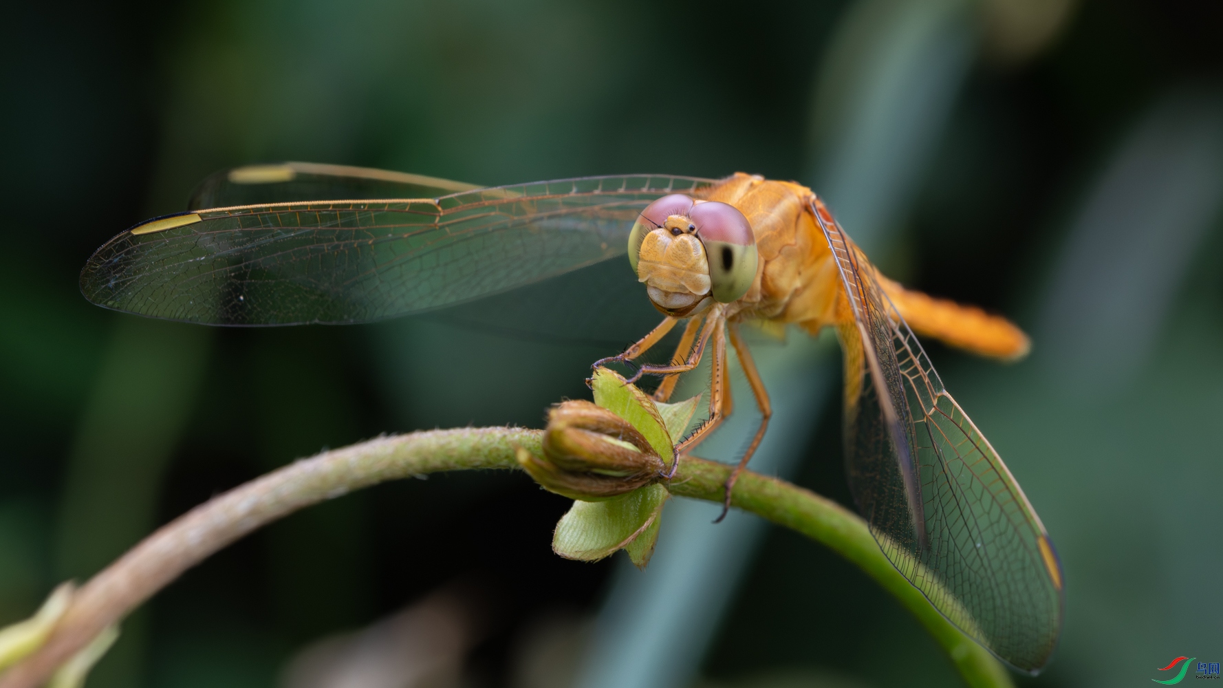 DSC_9701_1.JPG