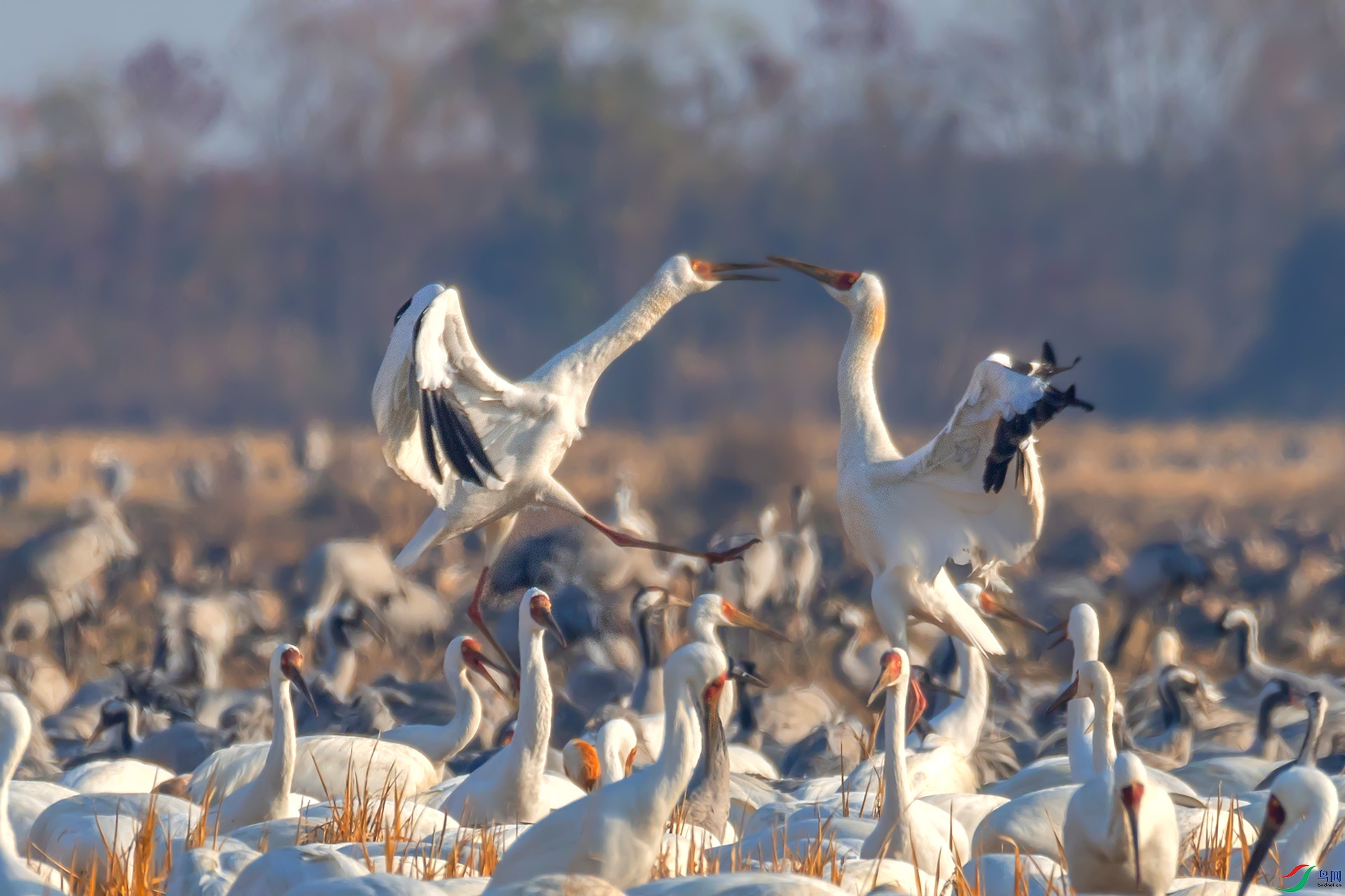 _60A0374 ����---1 .jpg