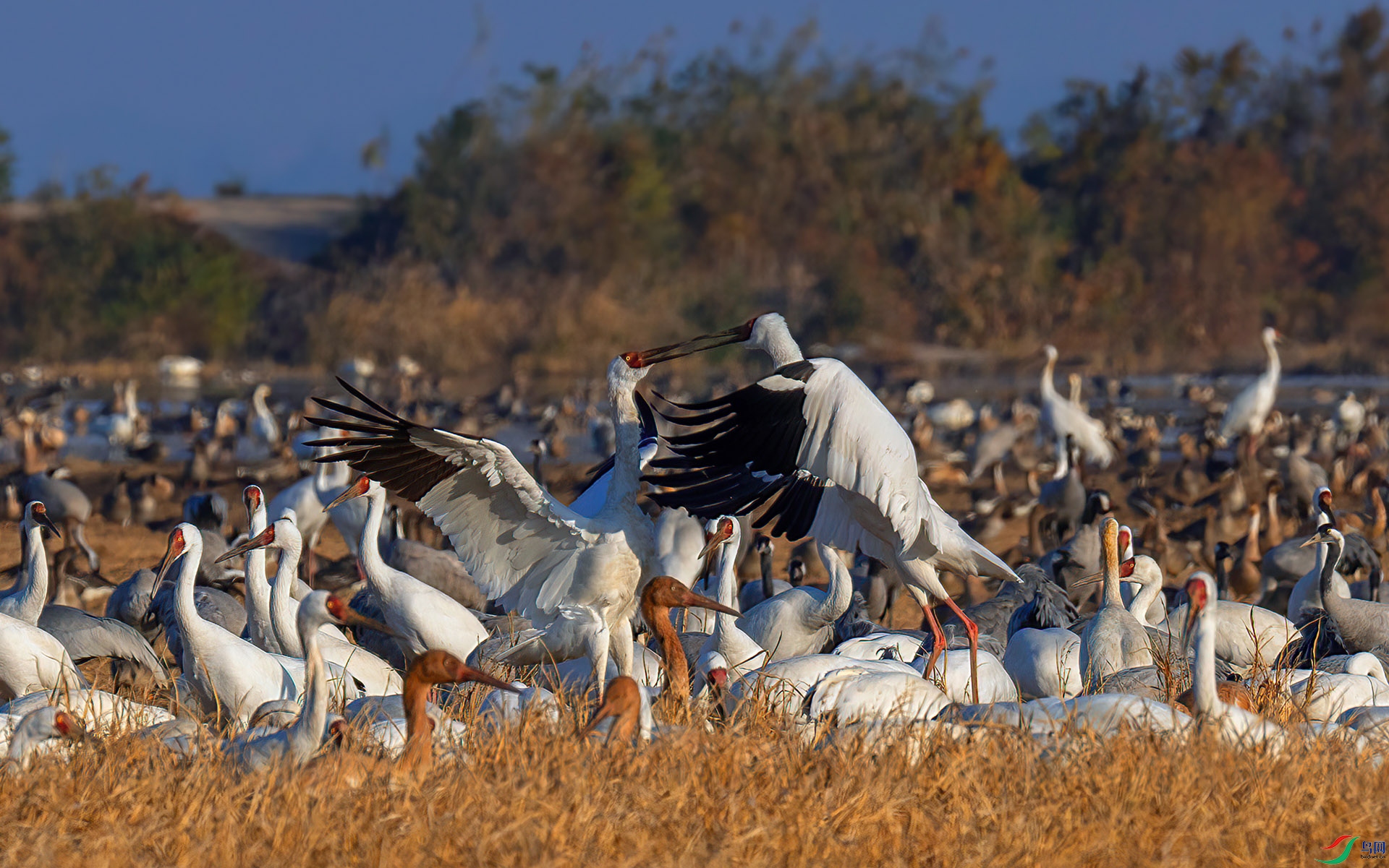 _60A5272 ����-Sha----1 .jpg