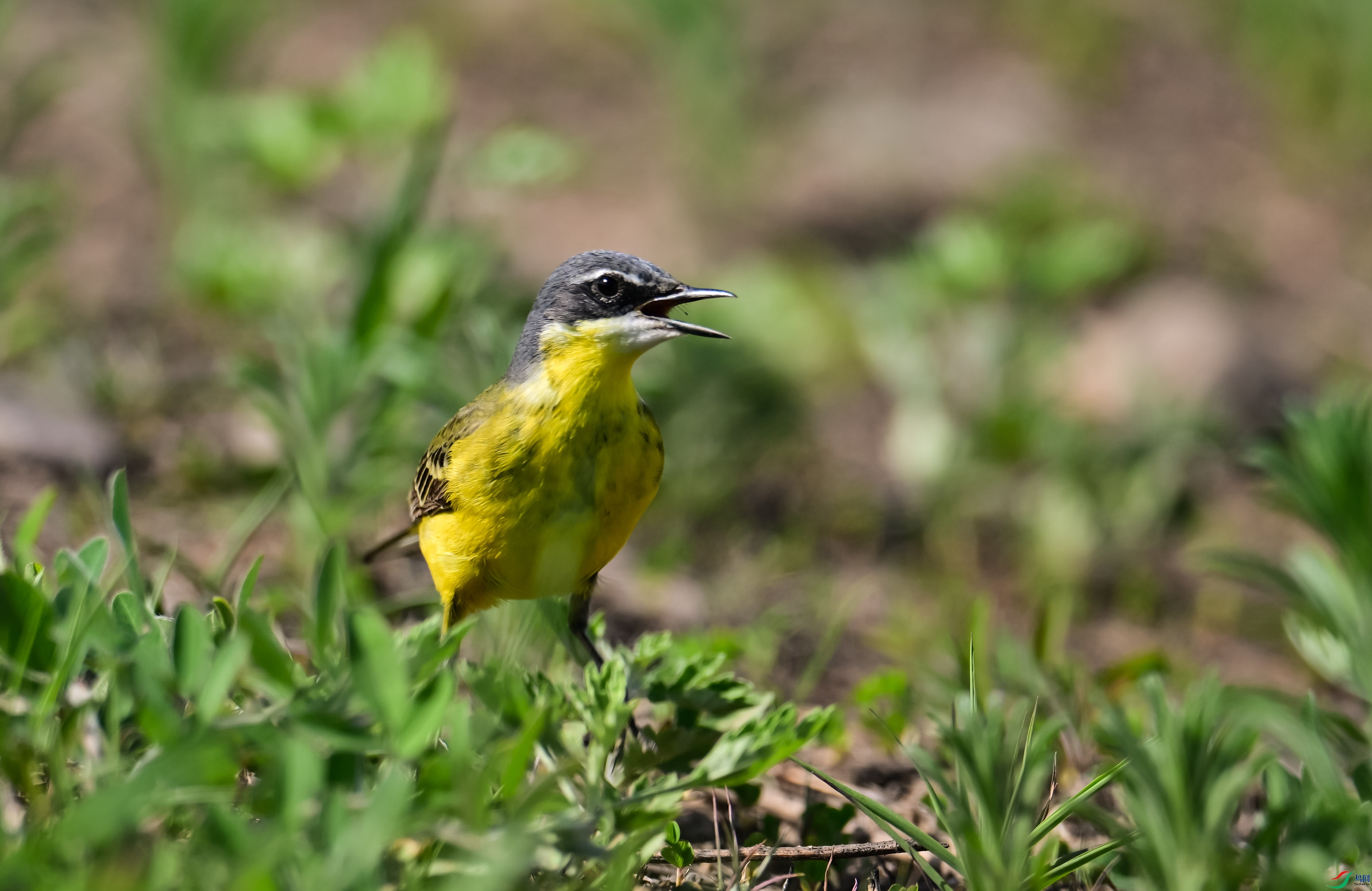 DSC_3722.jpg