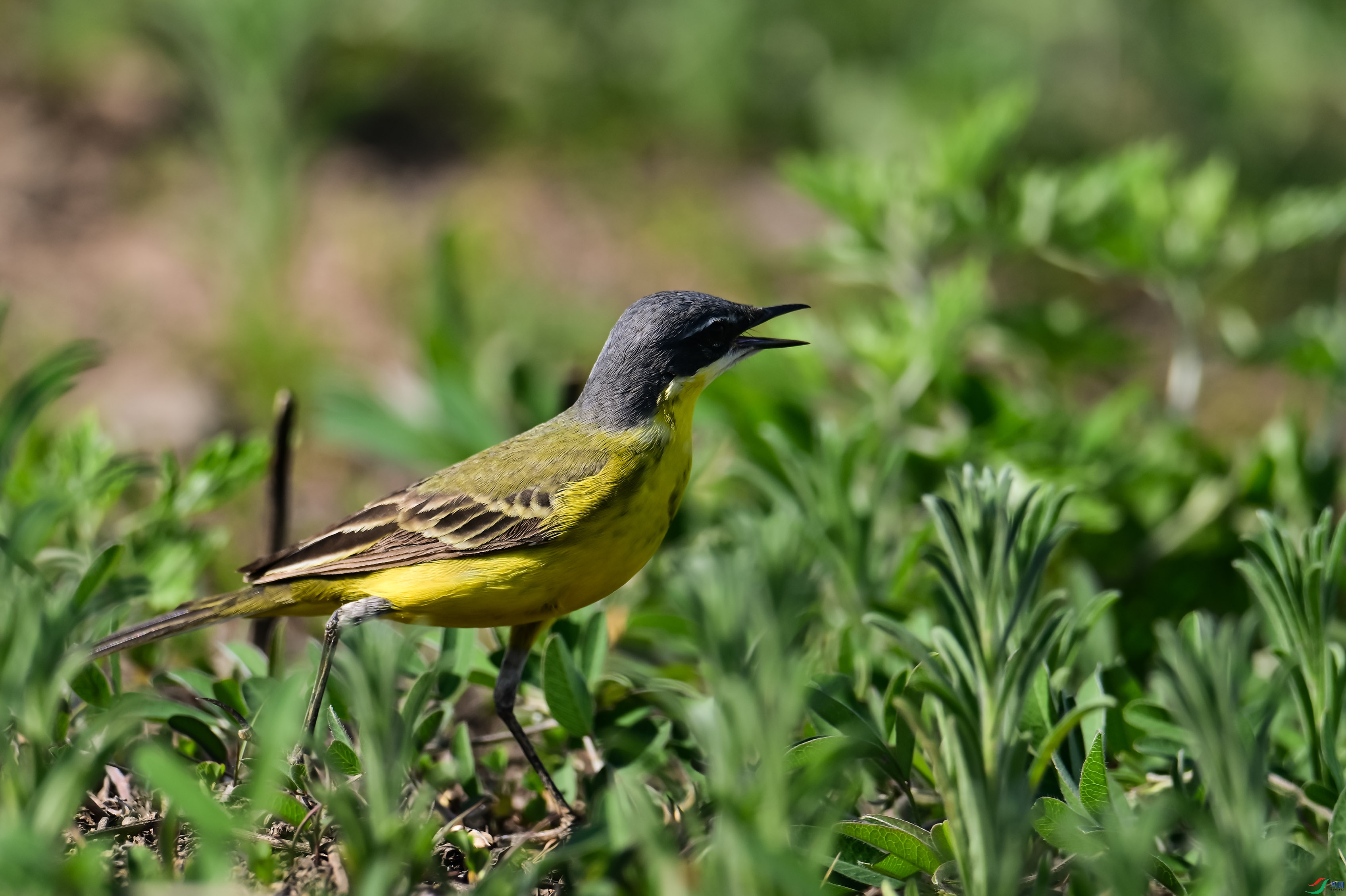 DSC_3727.jpg