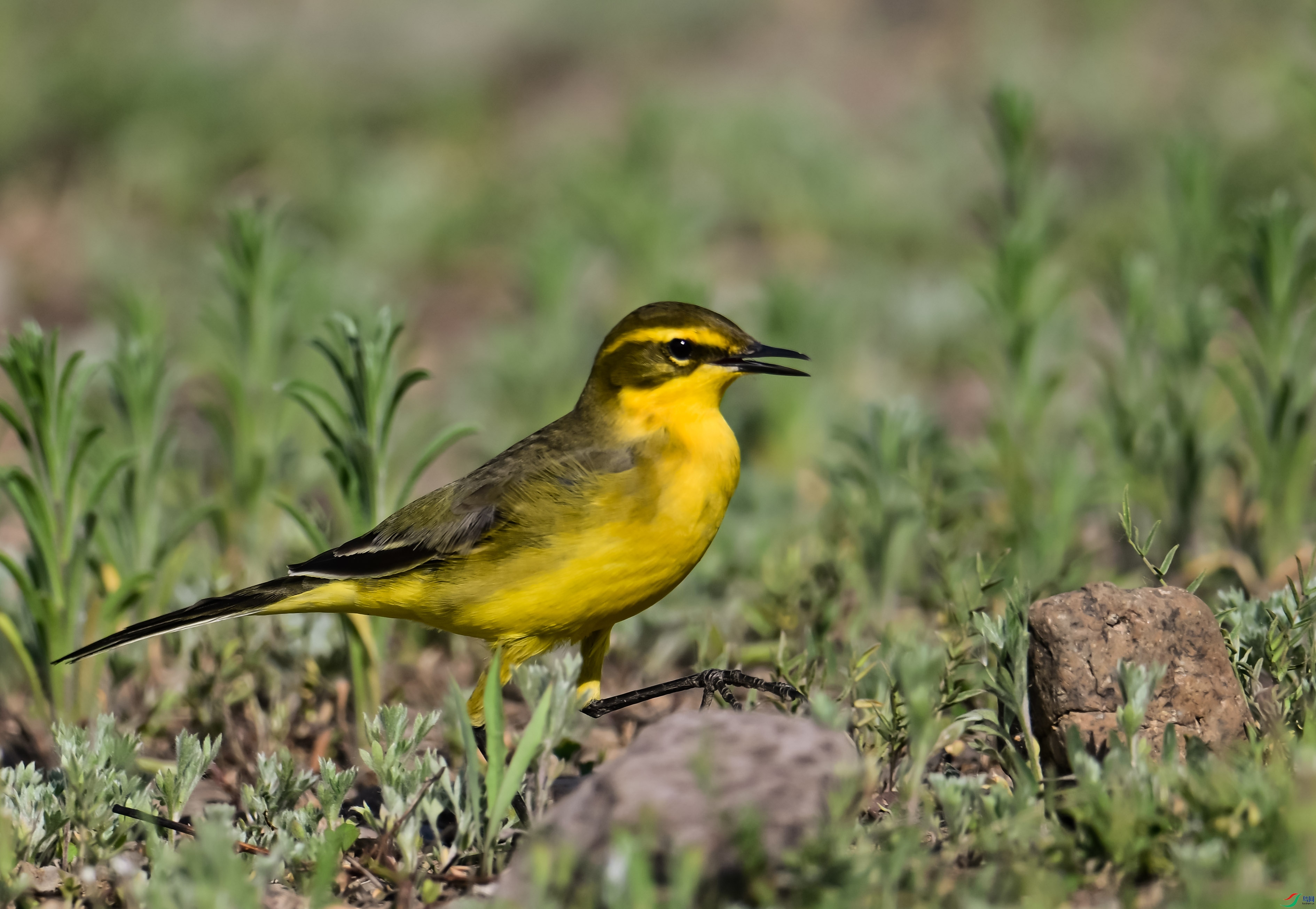 DSC_3752.jpg