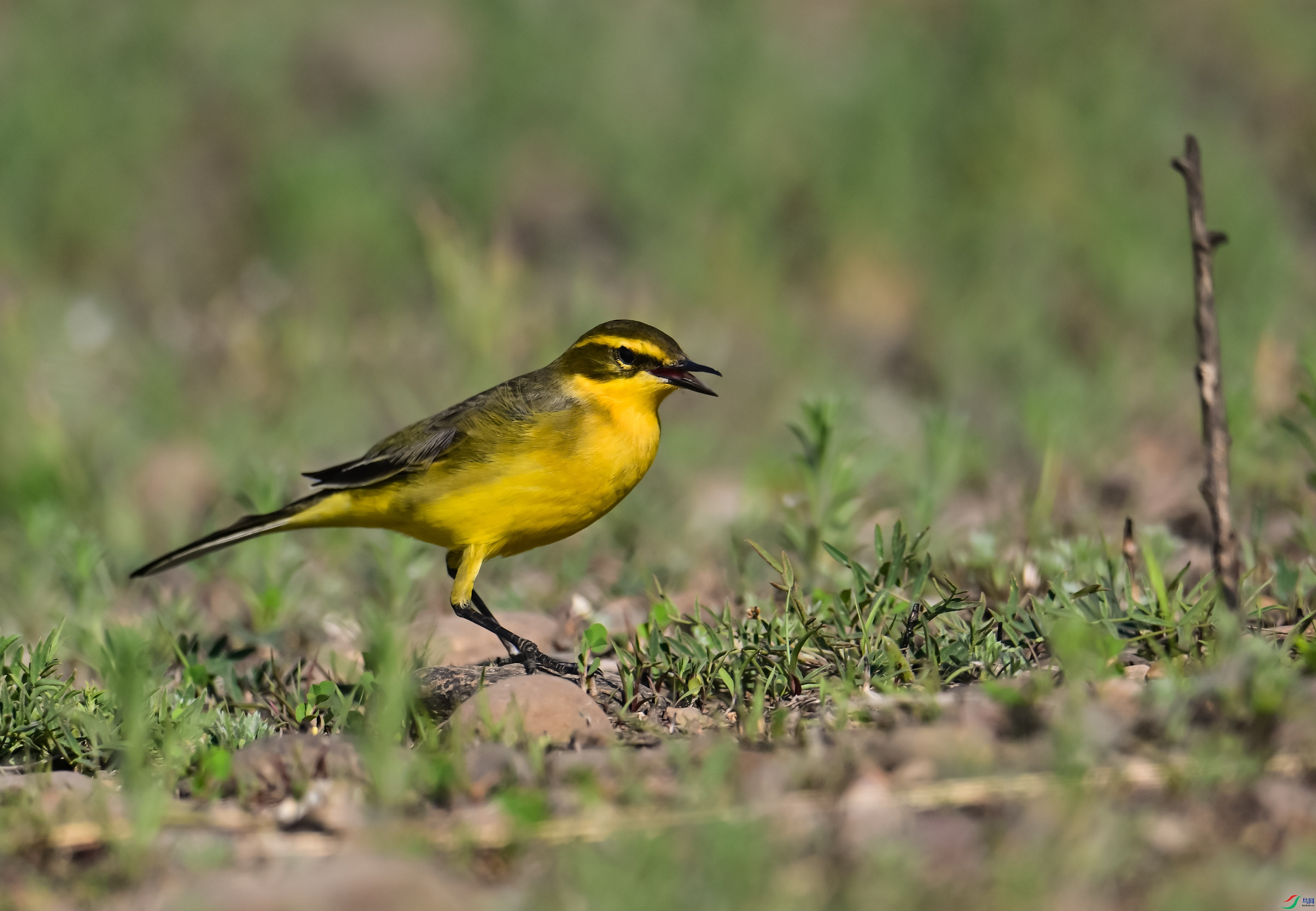 DSC_3805.jpg