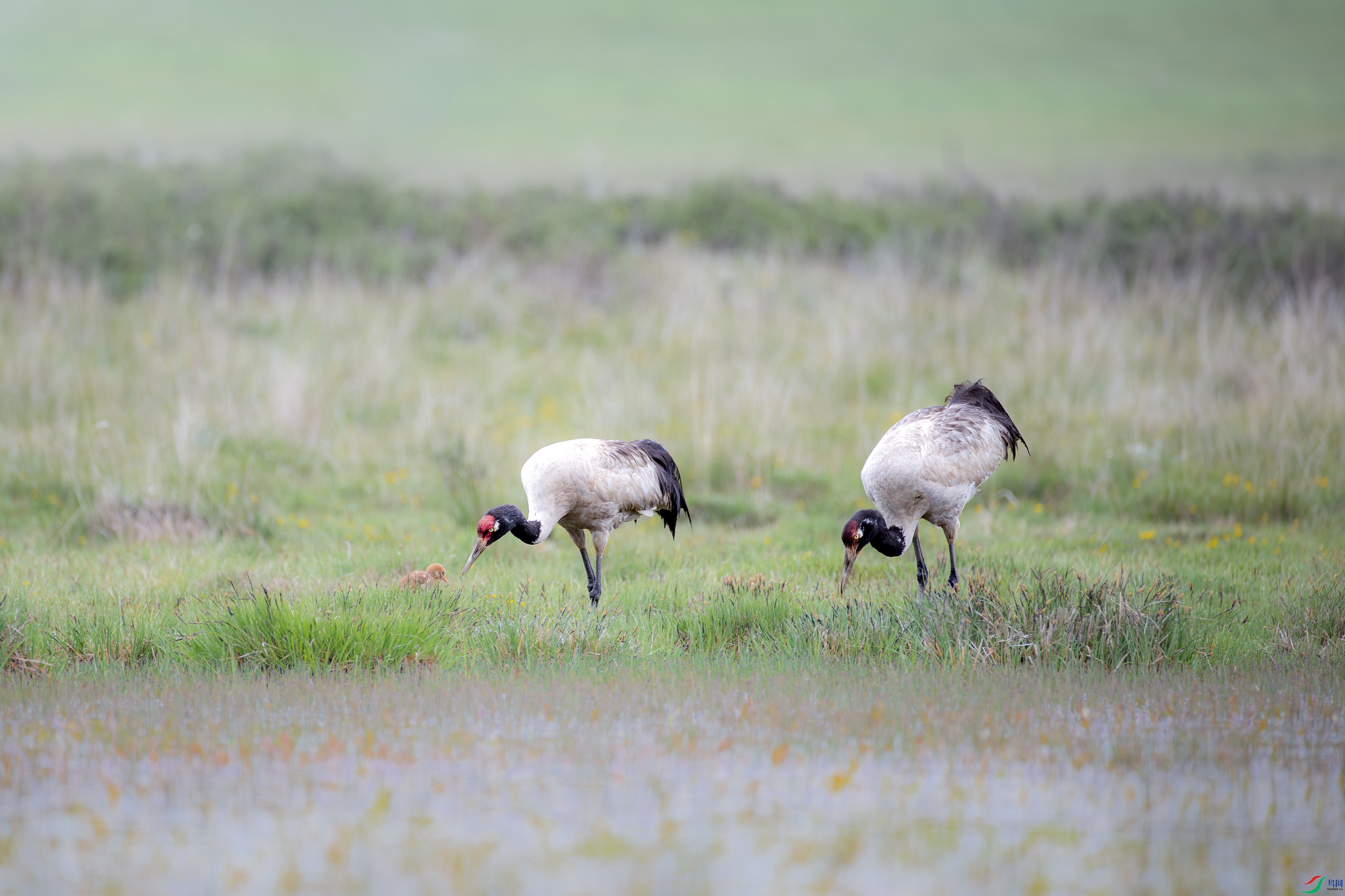 A15I3998-����ǿ-NR ����.jpg