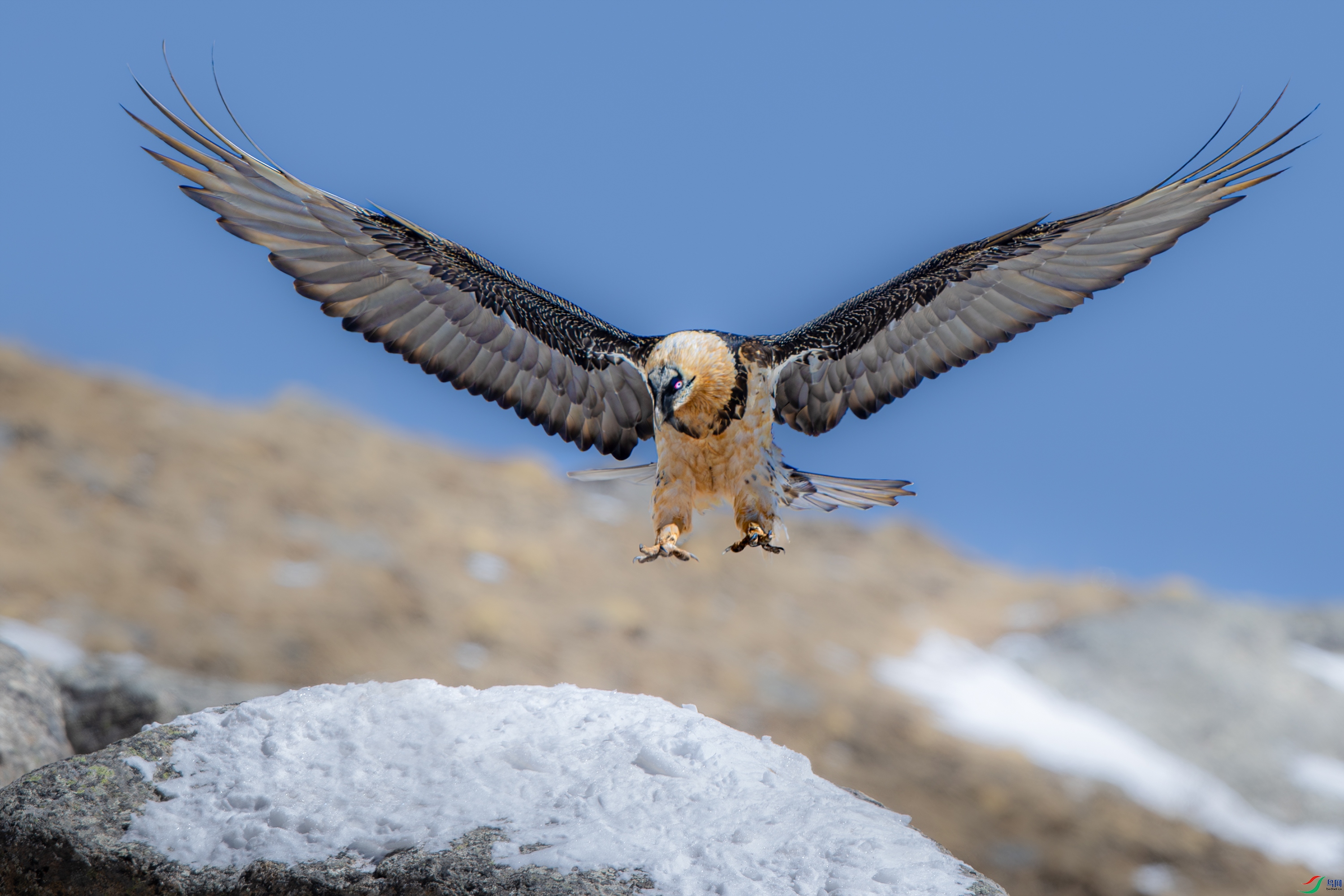 A15I9333-����ǿ-NR-1 ����.jpg