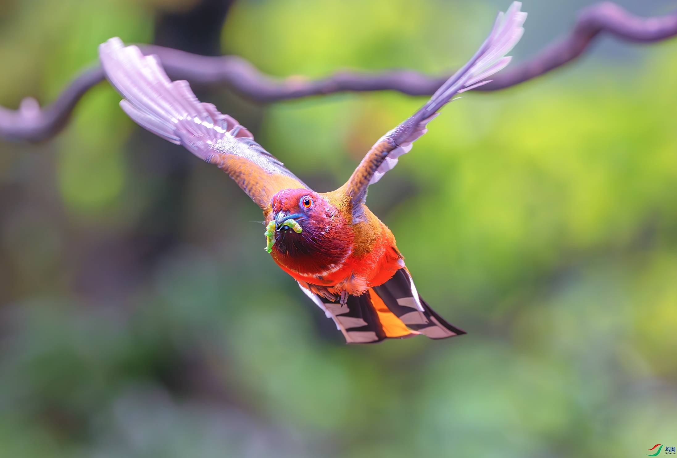 _DSC3981-����ǿ-NR-2 ����.jpg