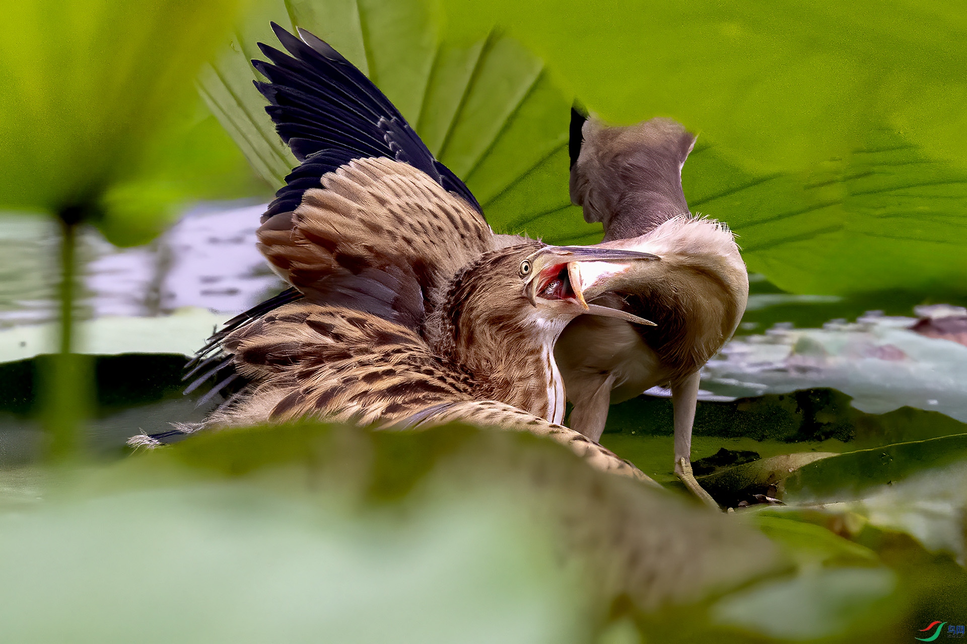 DSC_7124-.jpg