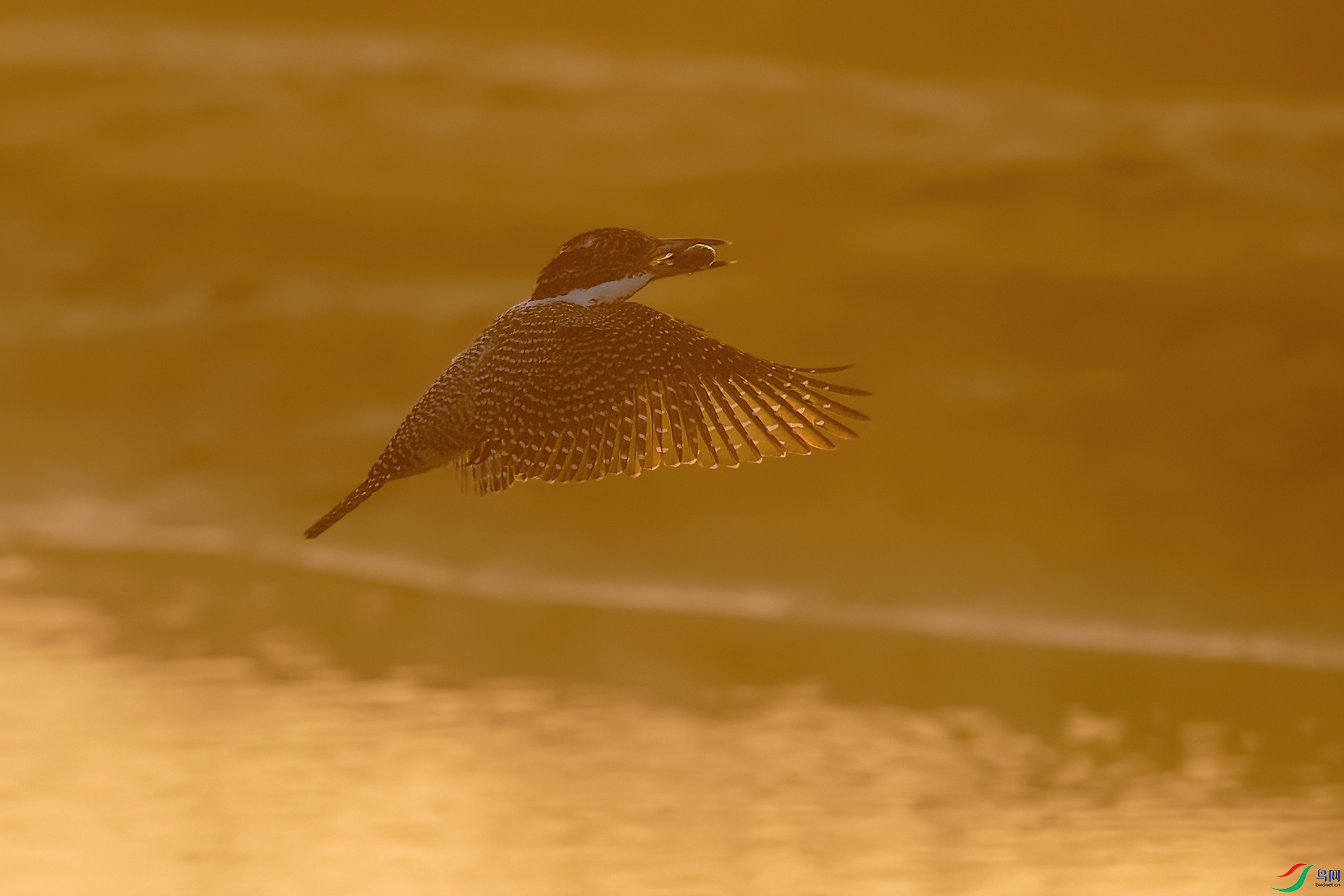 DSC_6604_DxOa.jpg