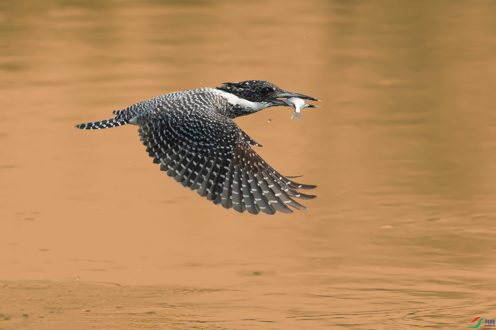 DSC_1810_DxOa.jpg