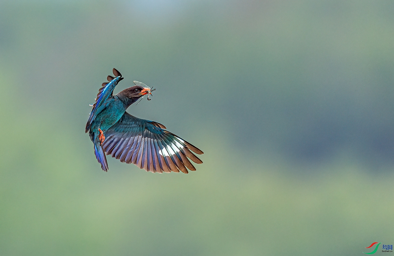 _C2A1183 ����.jpg